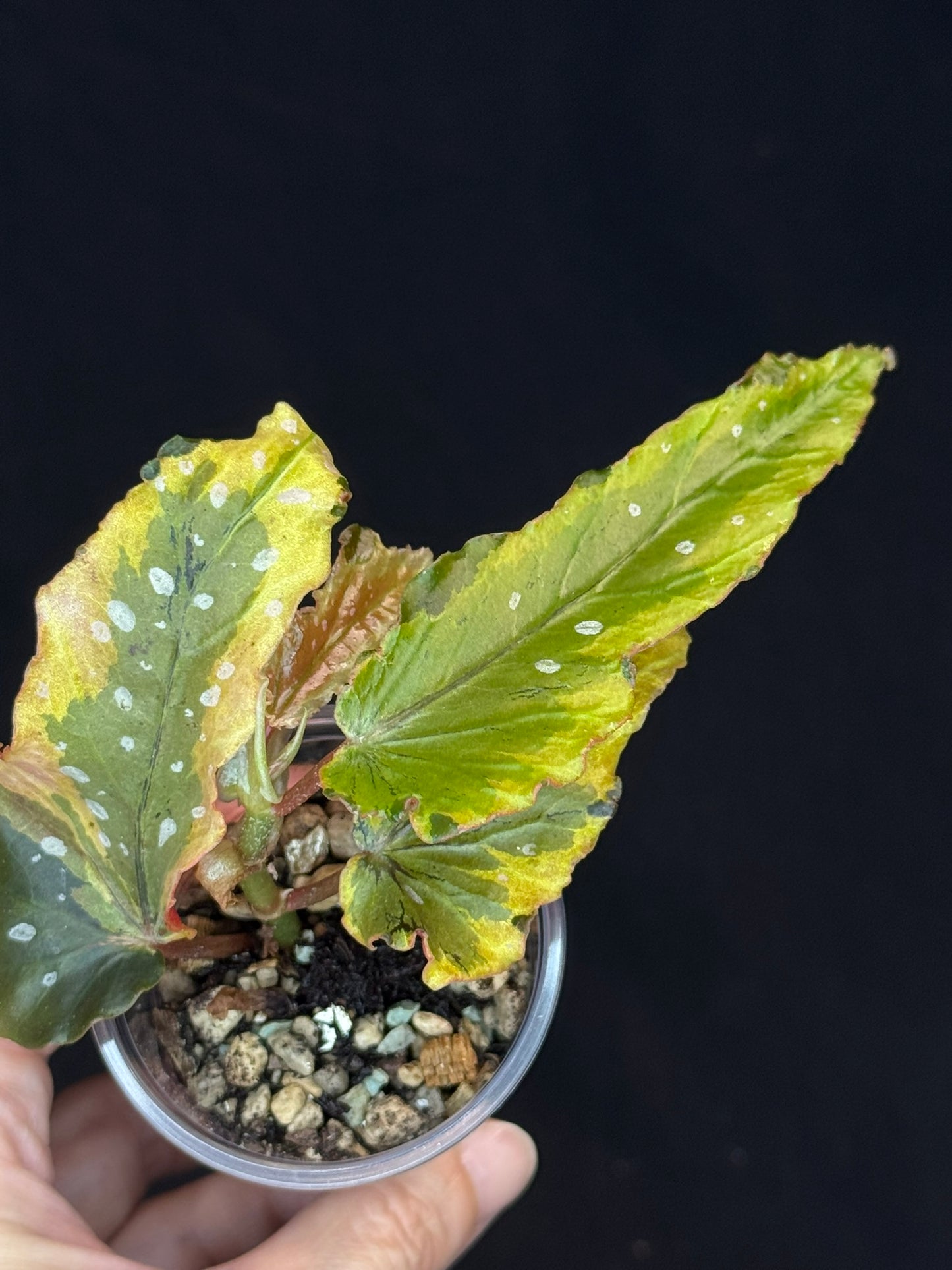 Begonia Plant 'Dainty Spary' Variegated, rare