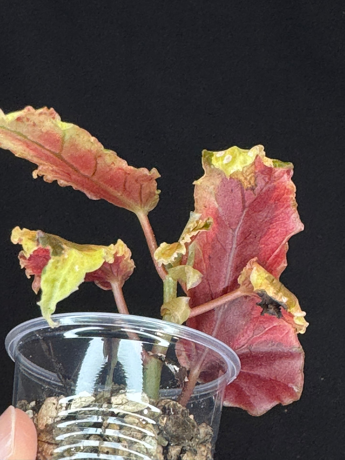 Begonia Plant 'Dainty Spary' Variegated, rare