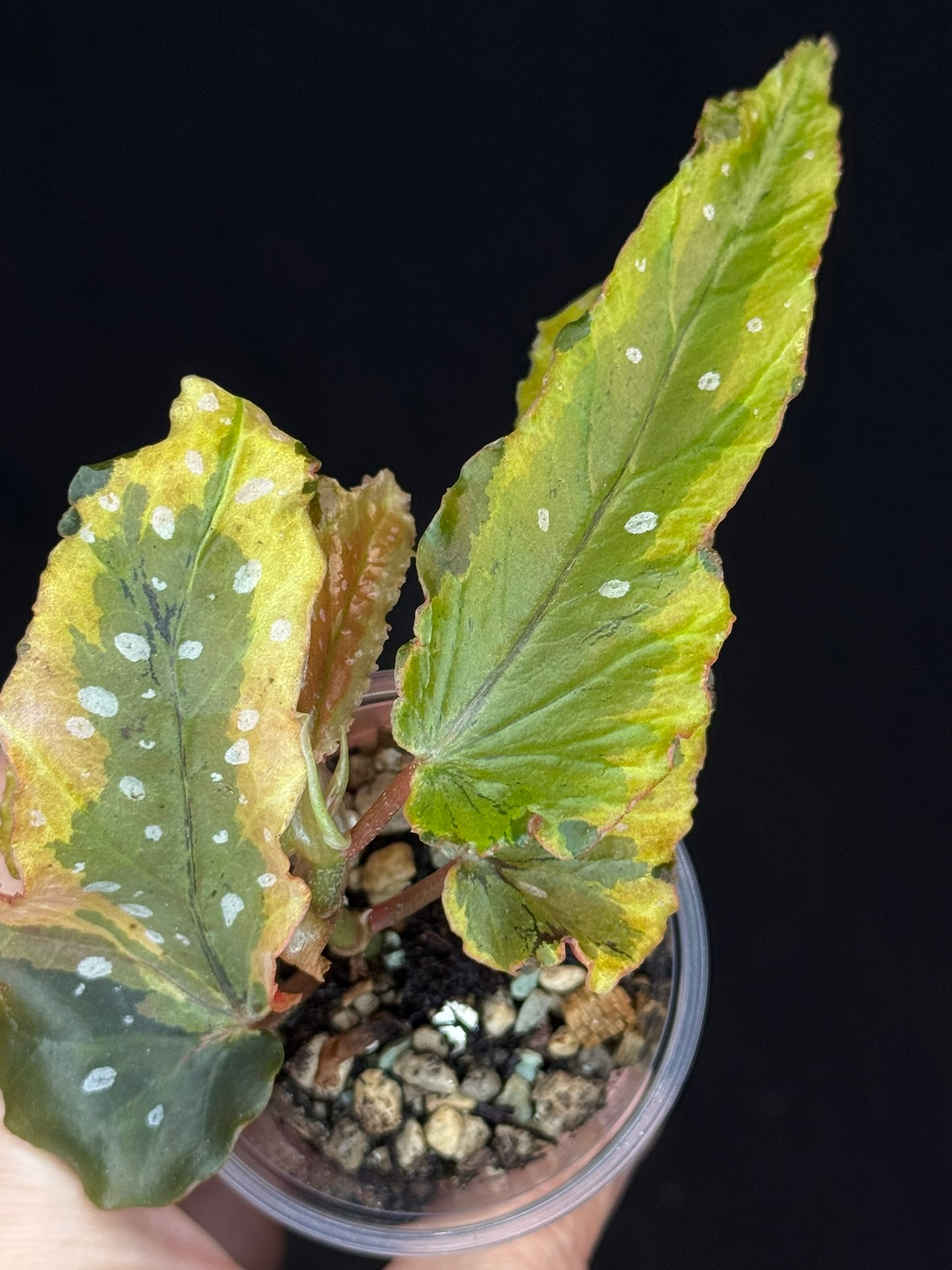 Begonia Plant 'Dainty Spary' Variegated, rare