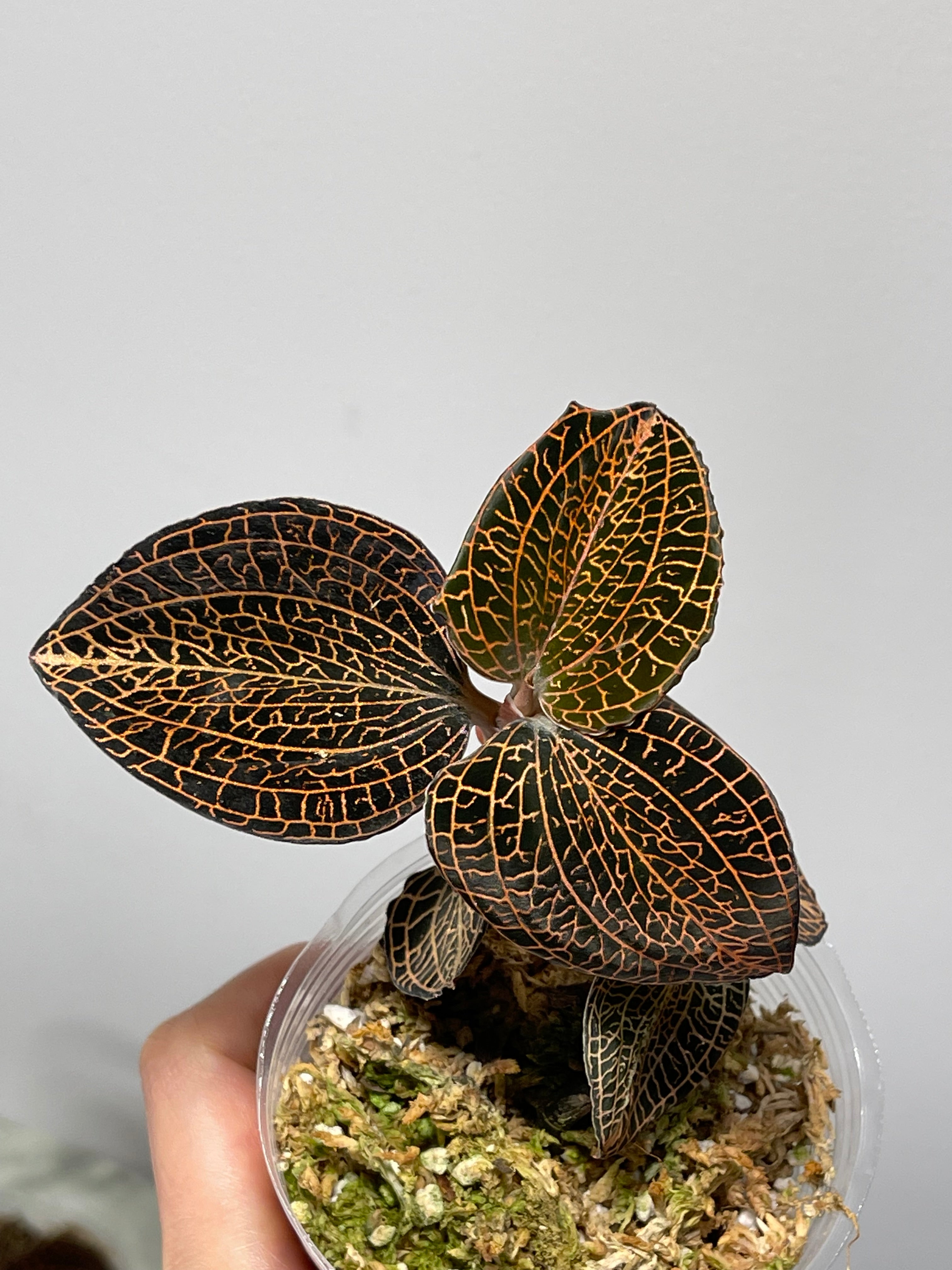 Anoectochilus hybrid 'Rose Gold' Jewel orchid, miniature, beautiful  rose-gold veins (A2)