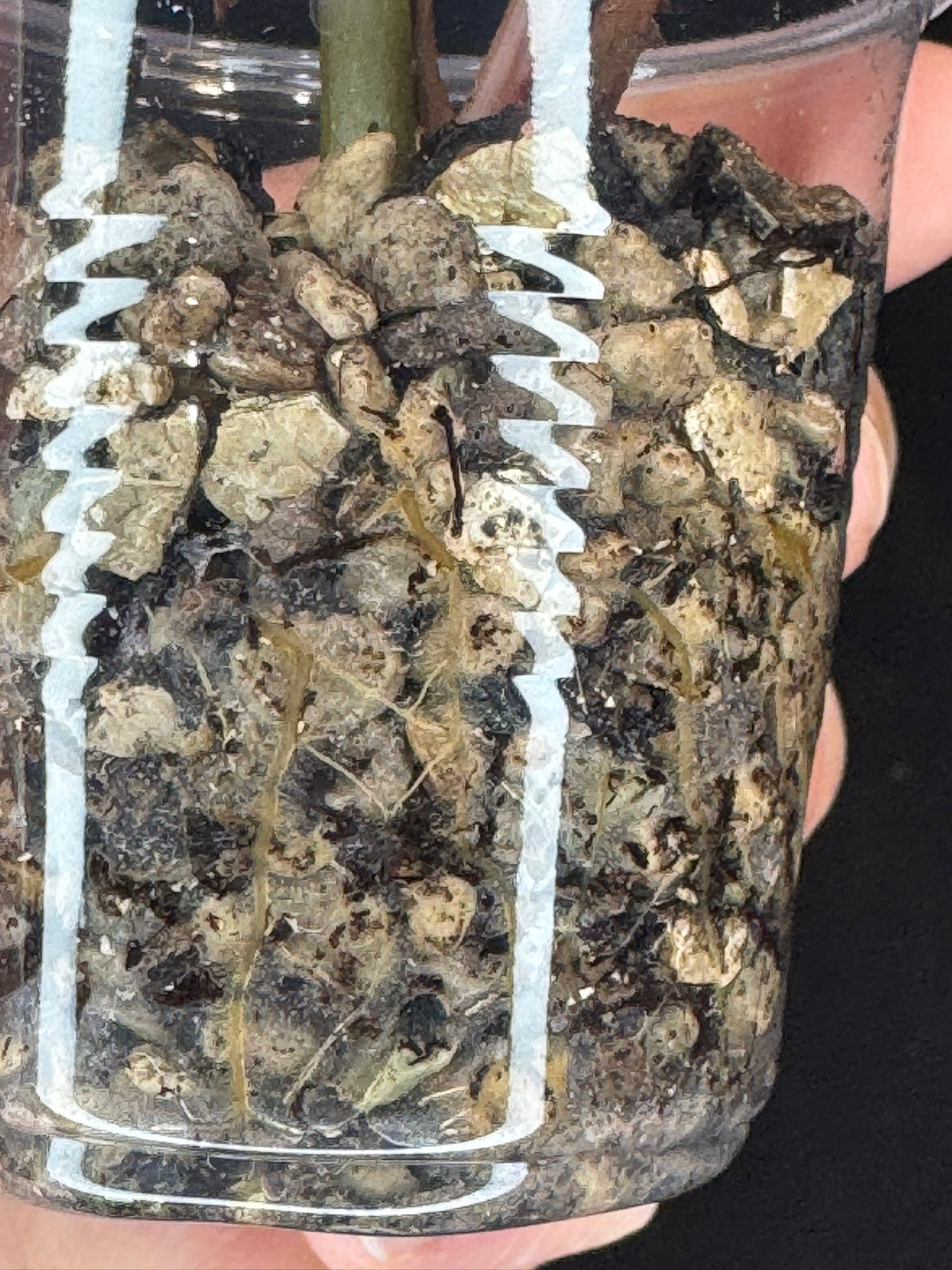 Begonia Plant 'Dainty Spary' Variegated, rare