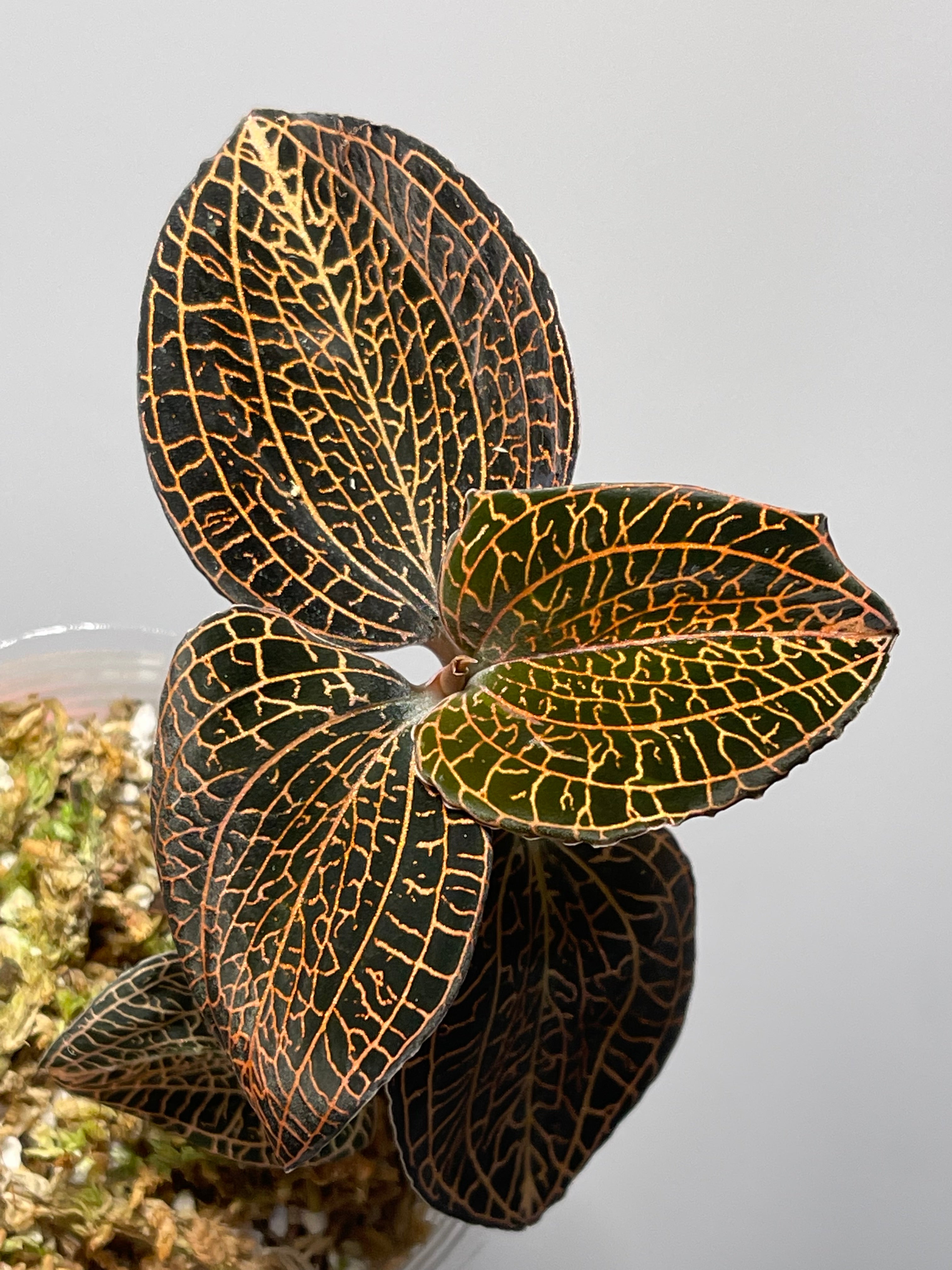 Anoectochilus hybrid 'Rose Gold' Jewel orchid, miniature, beautiful  rose-gold veins (A2)