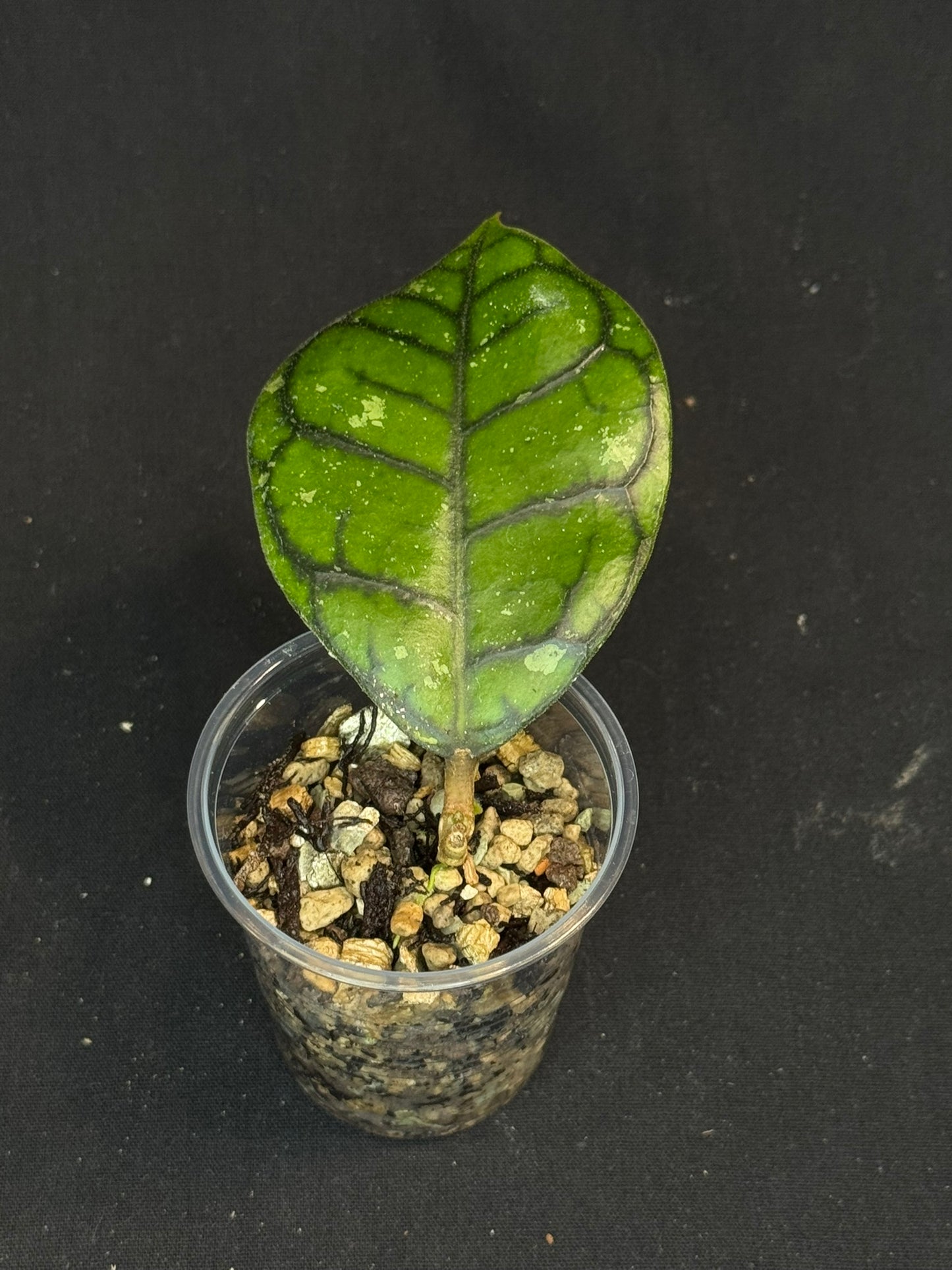 UNICORN🦄! Hoya Chibi, cute leaf with new growth point, rare