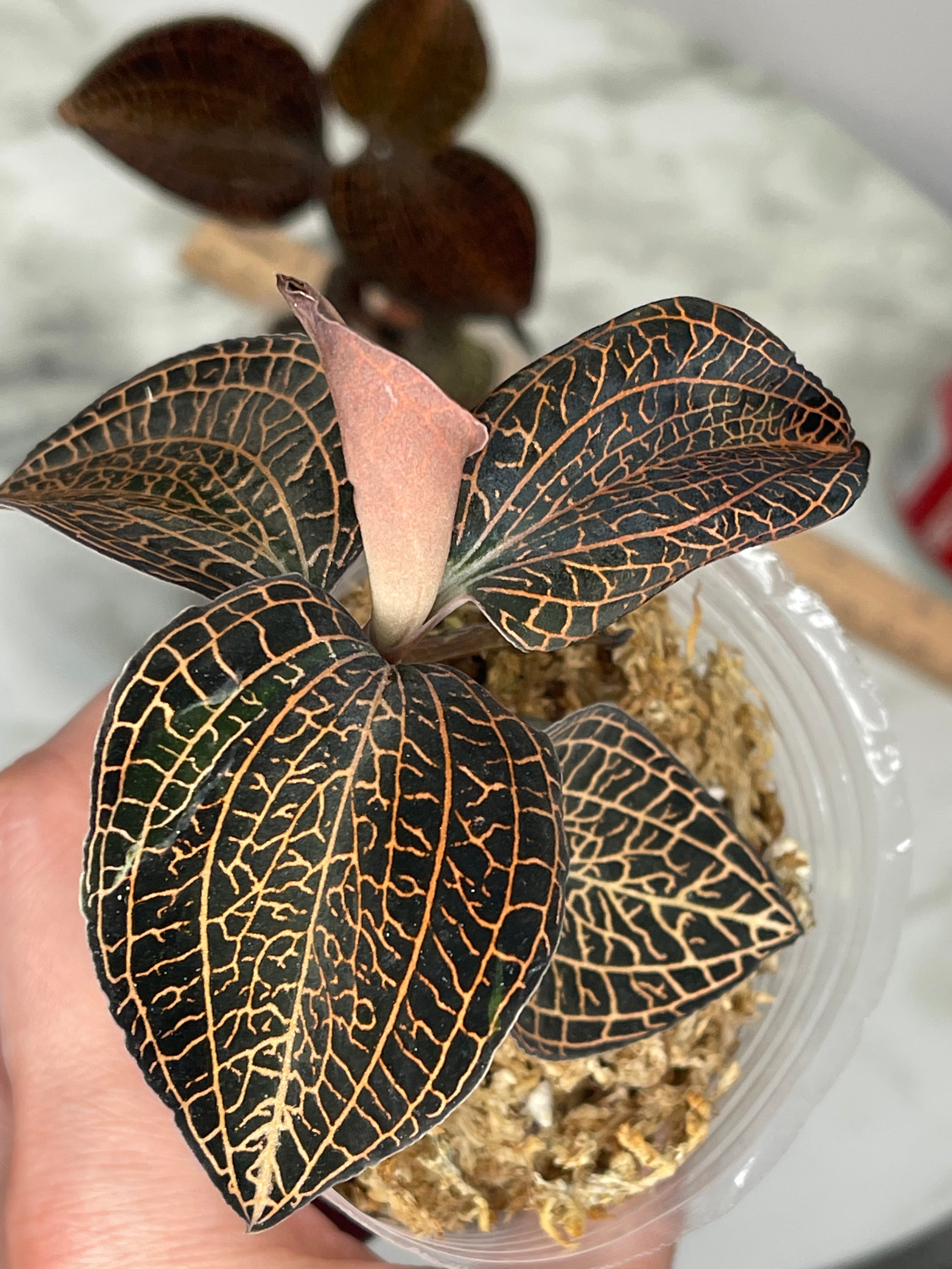 Anoectochilus hybrid 'Rose Gold' Jewel orchid, miniature, beautiful