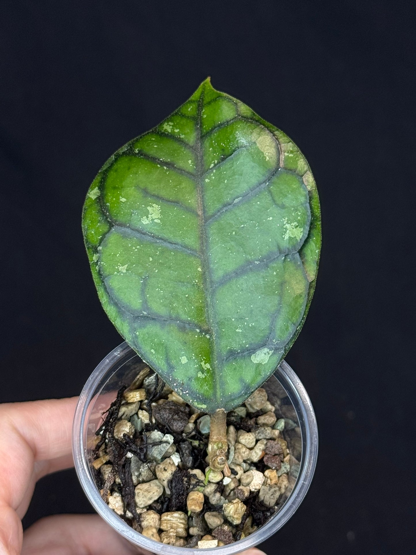 UNICORN🦄! Hoya Chibi, cute leaf with new growth point, rare