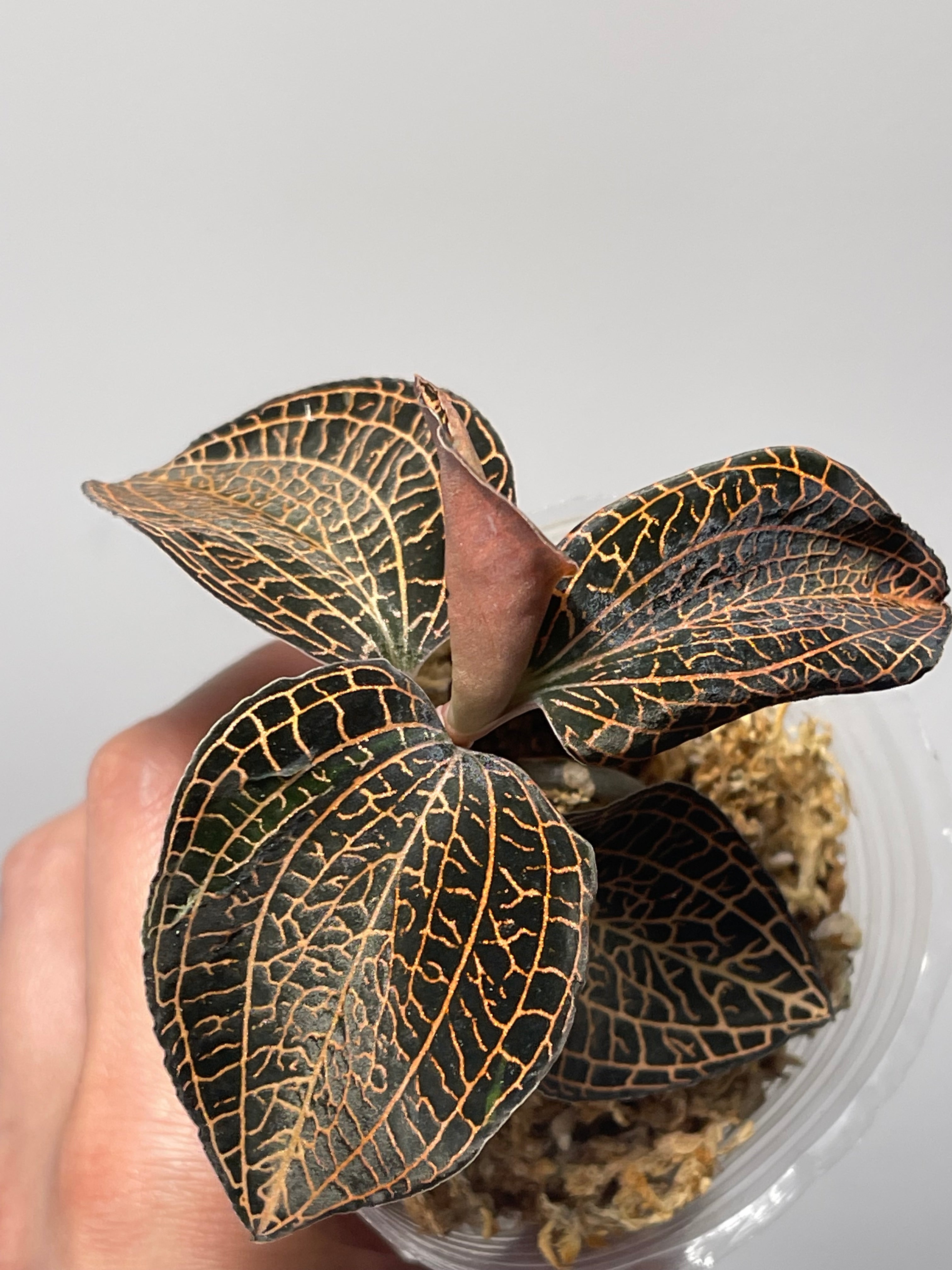 Anoectochilus hybrid 'Rose Gold' Jewel orchid, miniature, beautiful  rose-gold veins (A2)