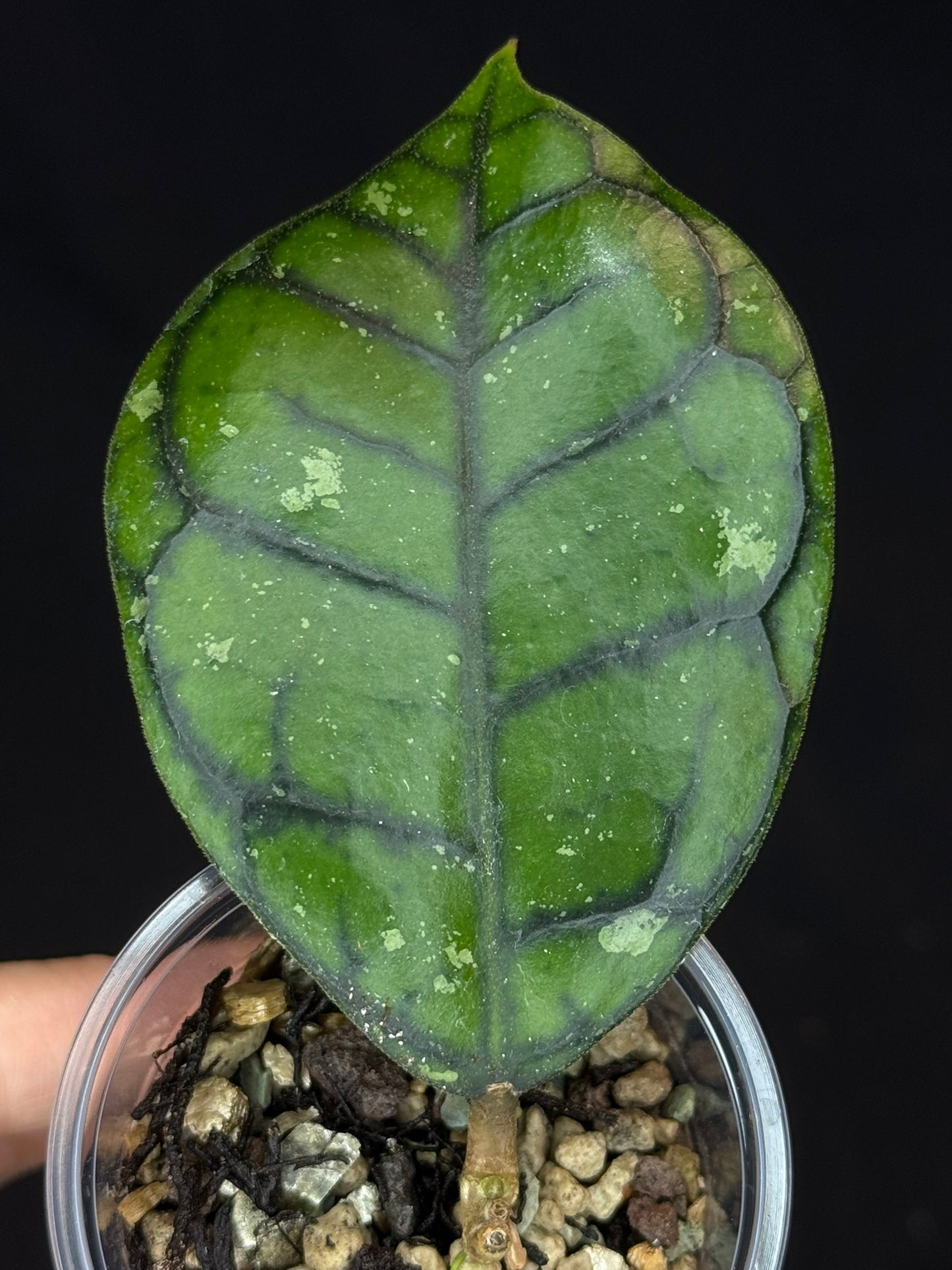 UNICORN🦄! Hoya Chibi, cute leaf with new growth point, rare