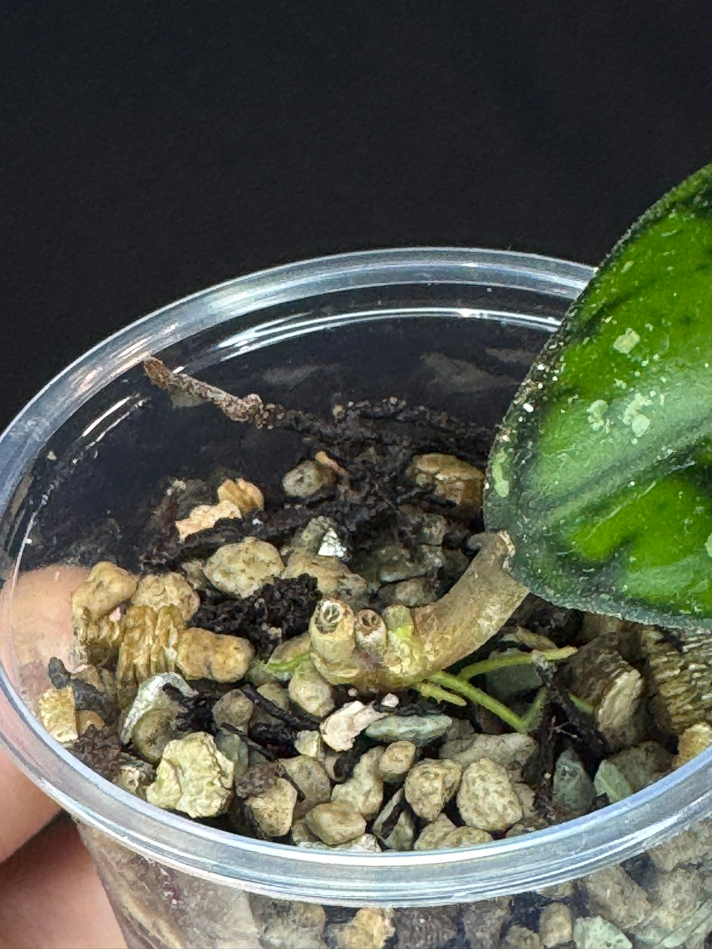 UNICORN🦄! Hoya Chibi, cute leaf with new growth point, rare