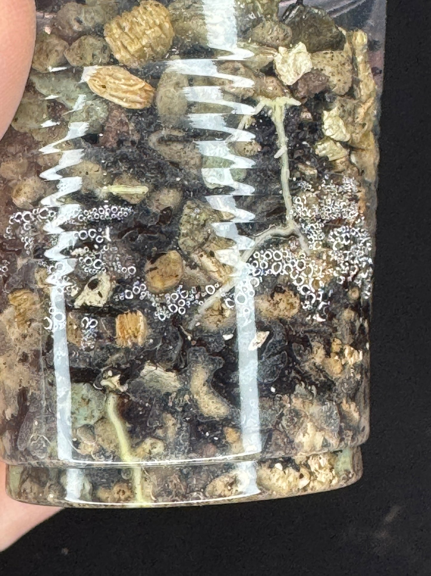 UNICORN🦄! Hoya Chibi, cute leaf with new growth point, rare