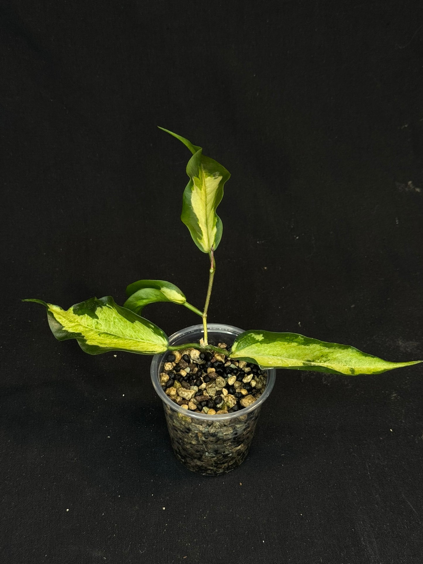 Hoya Kenejiana variegata, nice inner variegation, wavy leaves, rare and special