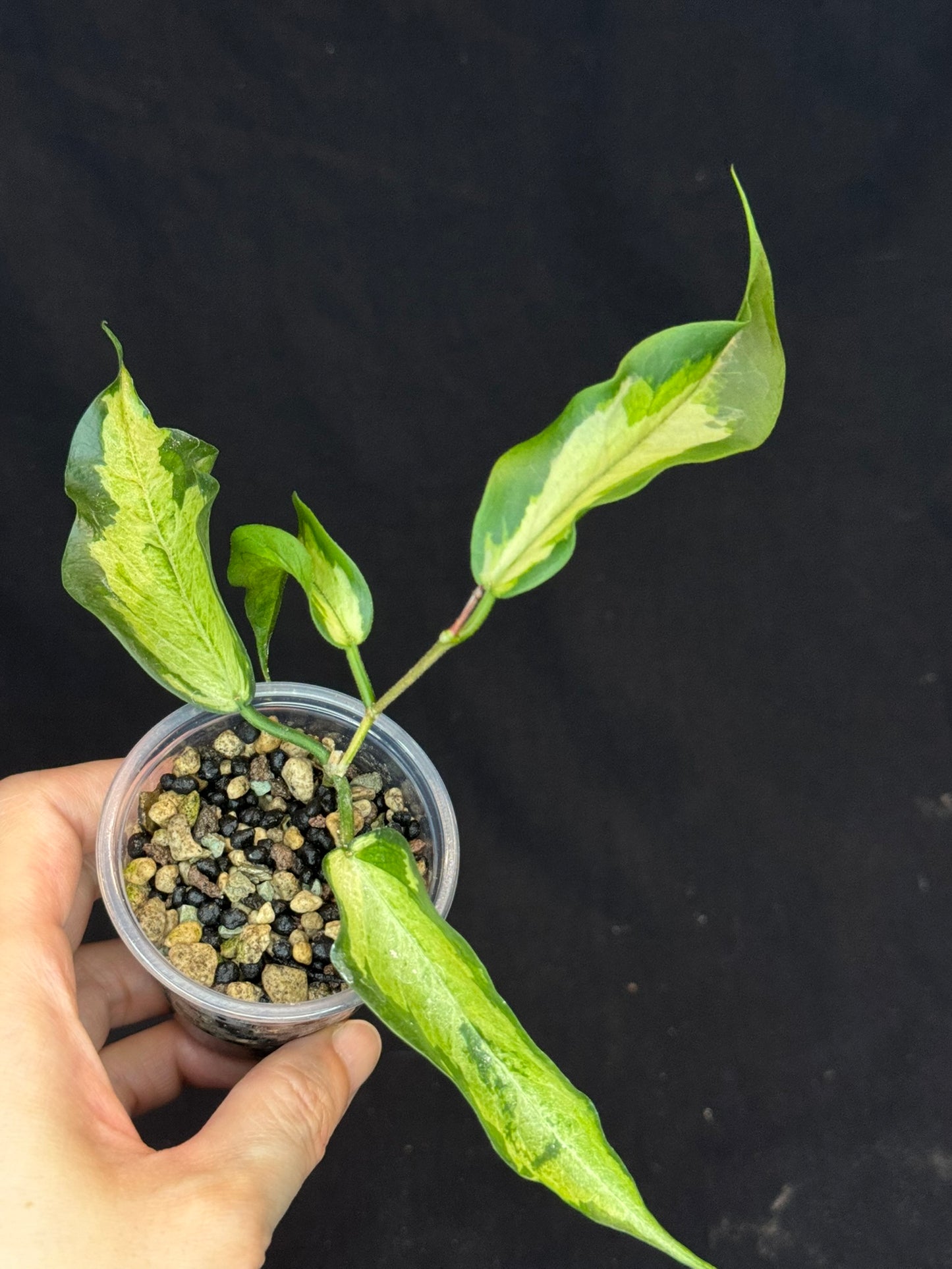 Hoya Kenejiana variegata, nice inner variegation, wavy leaves, rare and special
