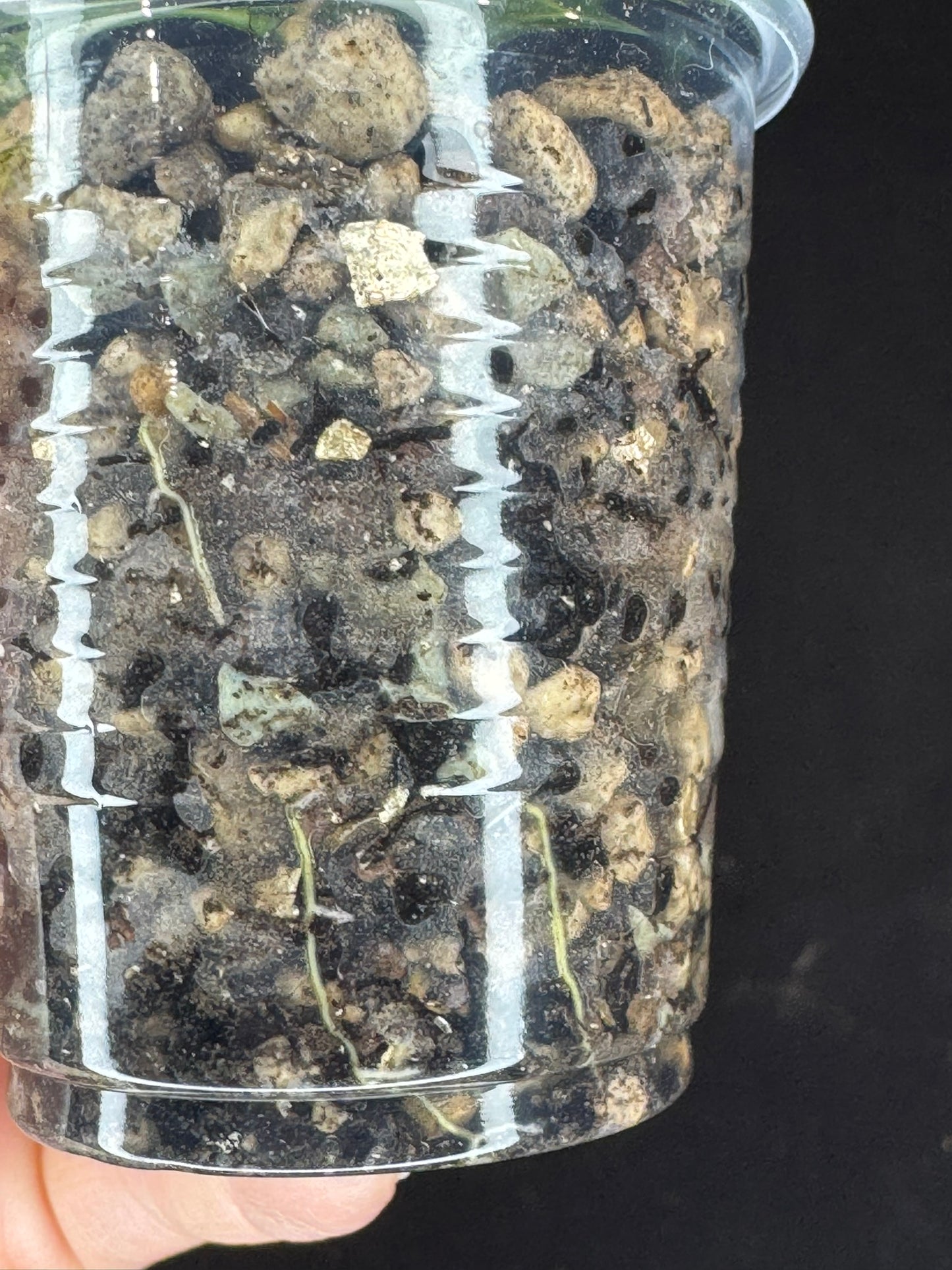 Hoya Kenejiana variegata, nice inner variegation, wavy leaves, rare and special