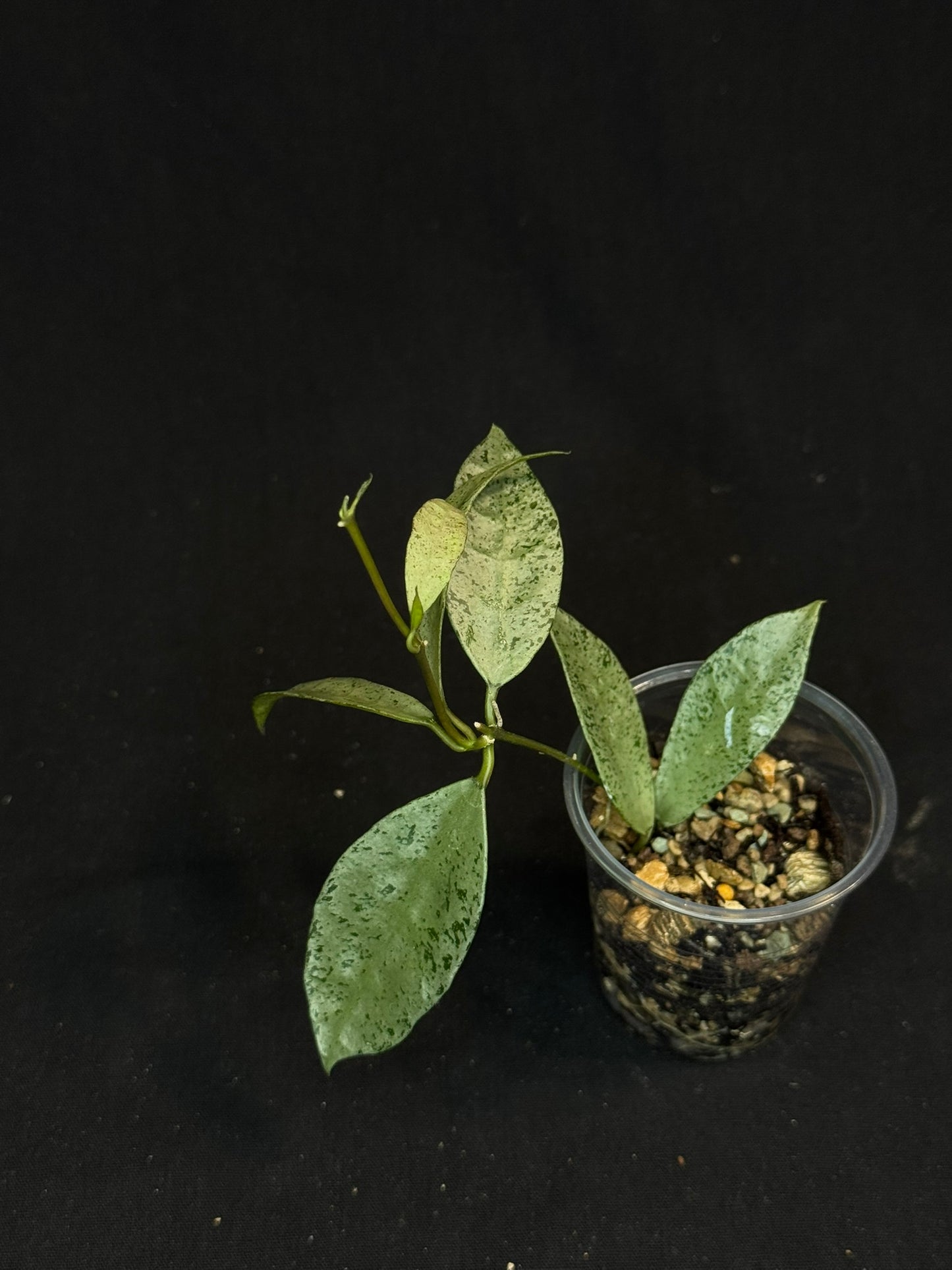 Hoya lacunosa winter pandora, special