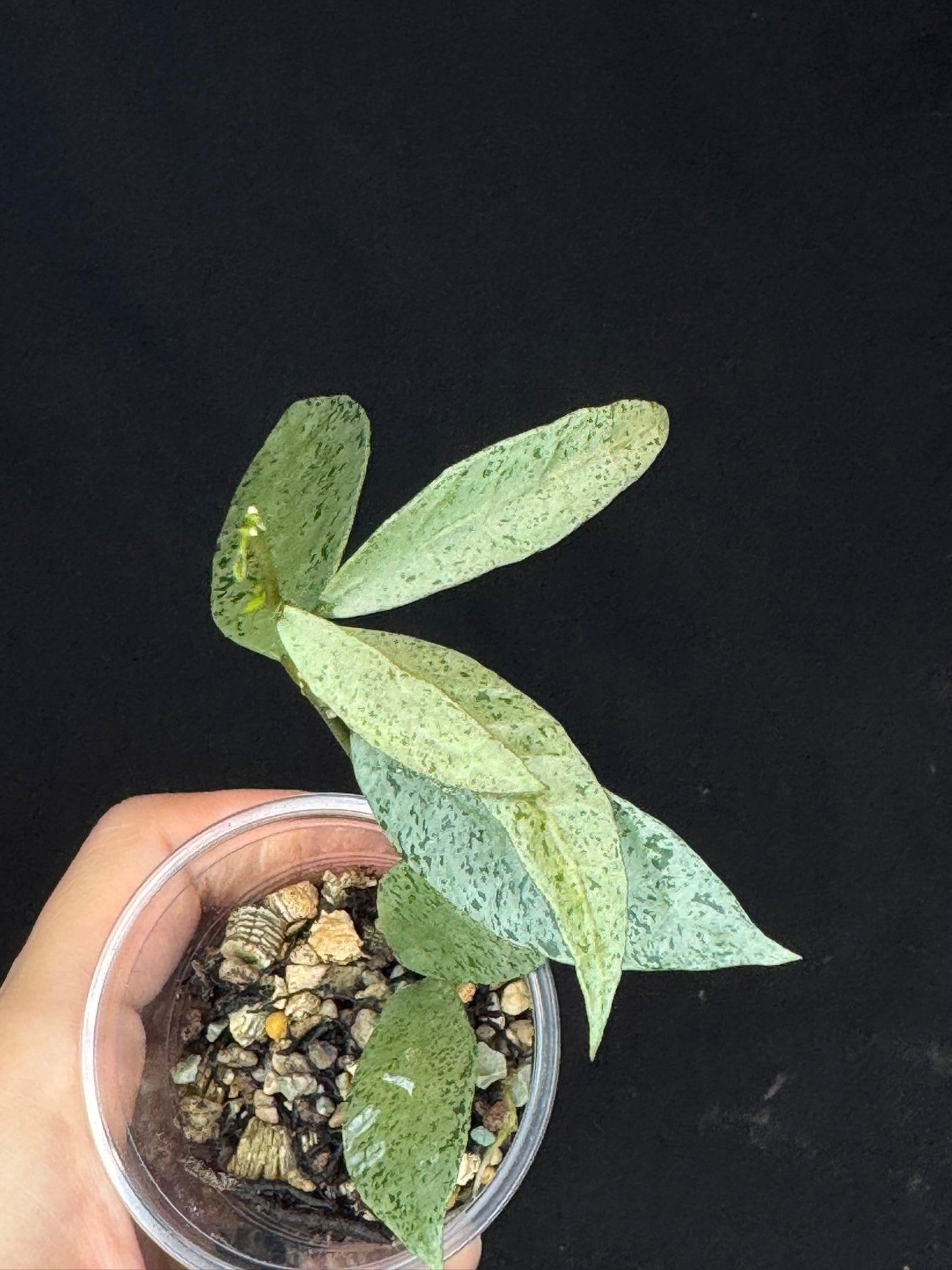 Hoya lacunosa winter pandora, special