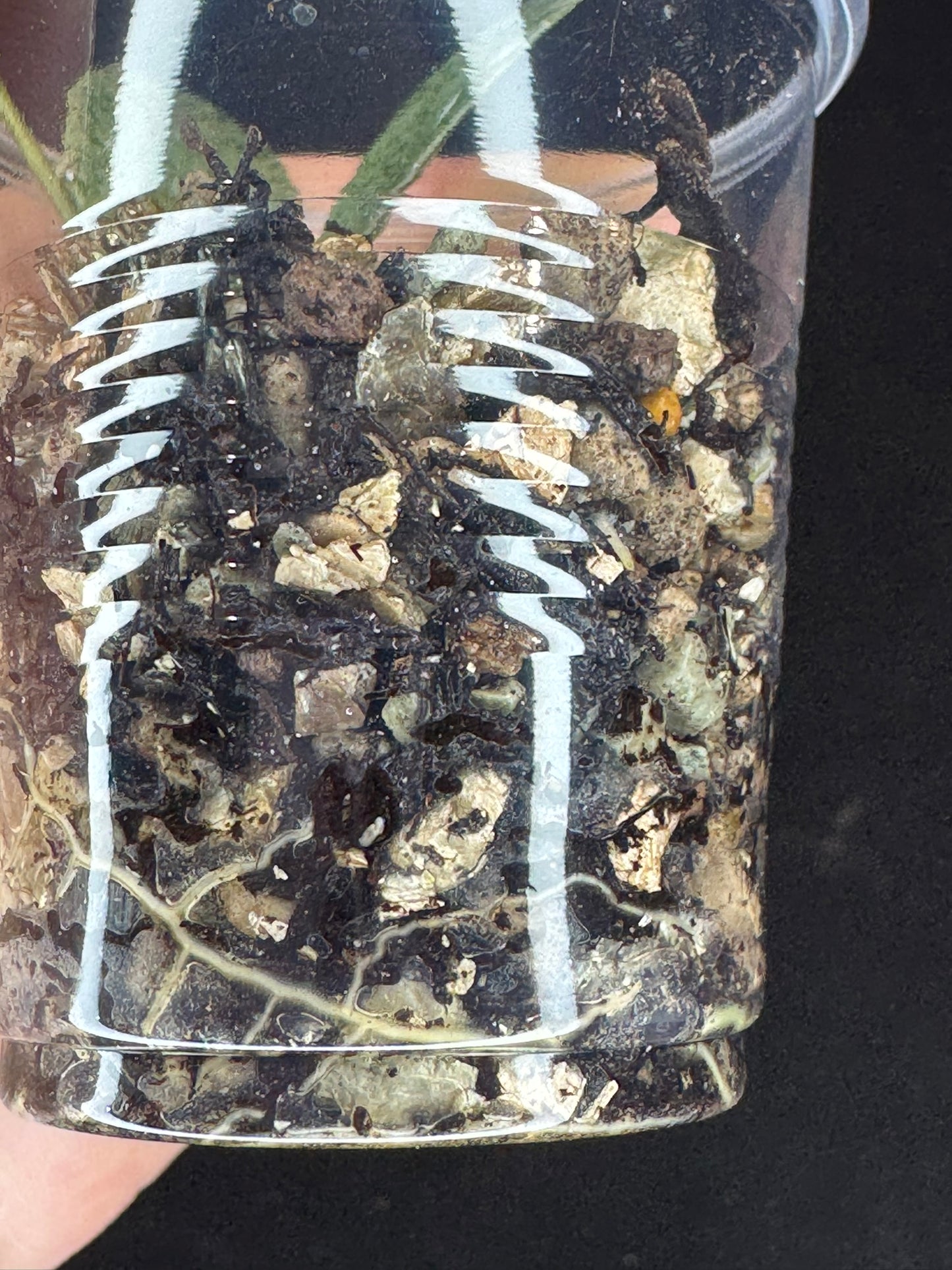 Hoya lacunosa winter pandora, special