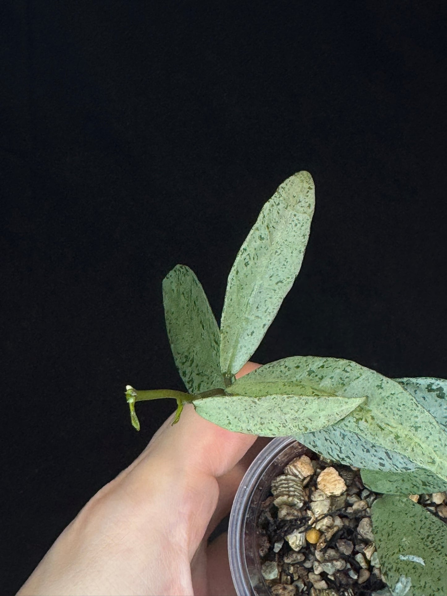 Hoya lacunosa winter pandora, special