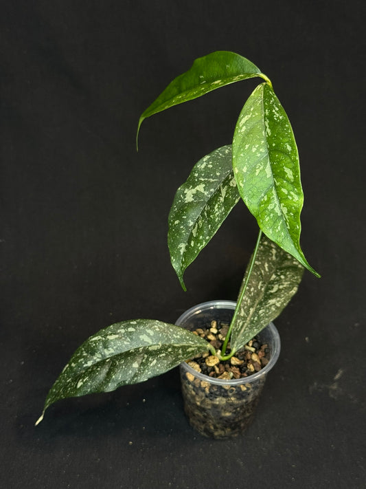 Hoya Cystiantha Splash, rare, nice splashy leaves