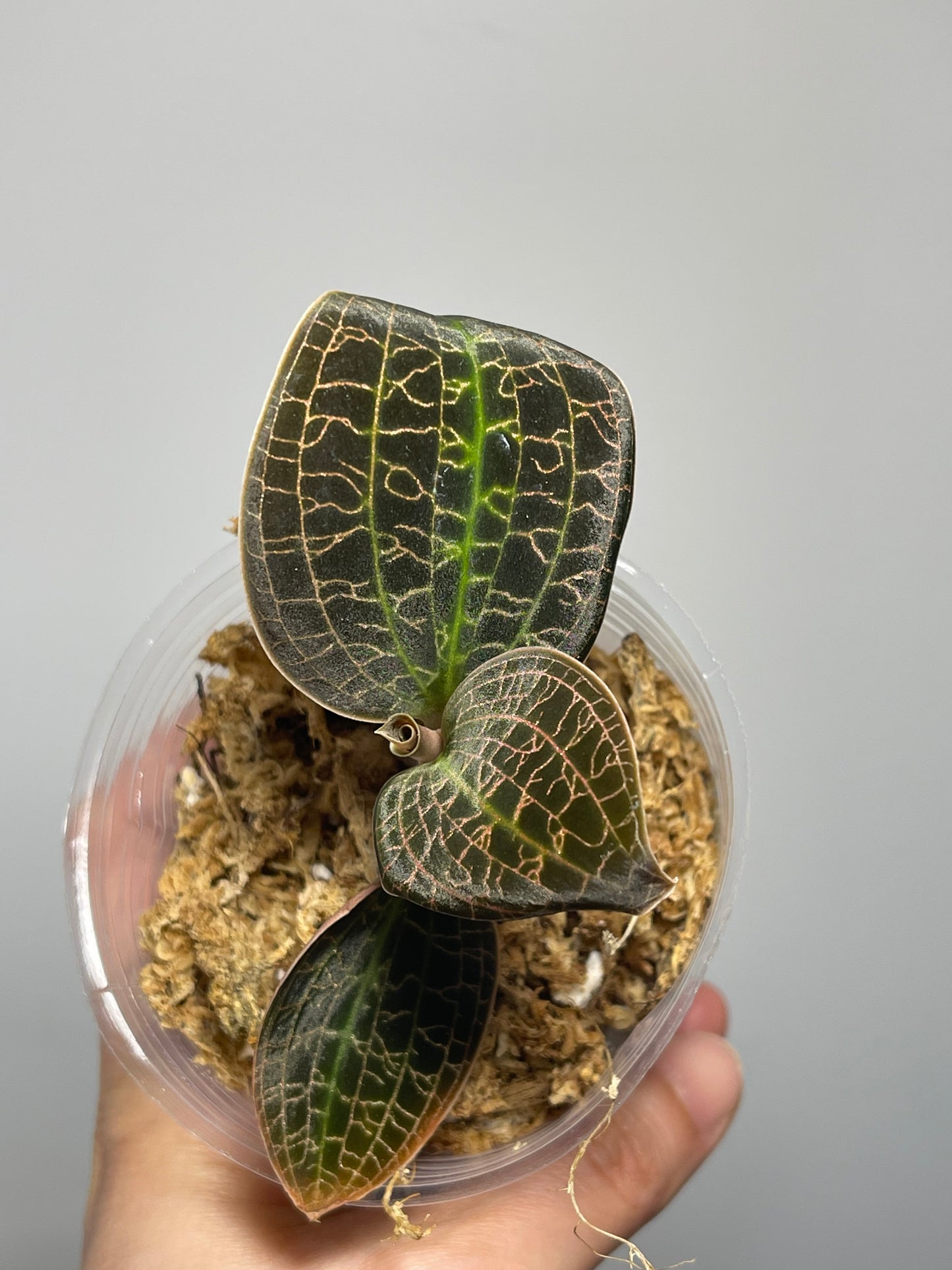 Dossinia marmorata Jewel orchid 皇后宝石兰 (A4)