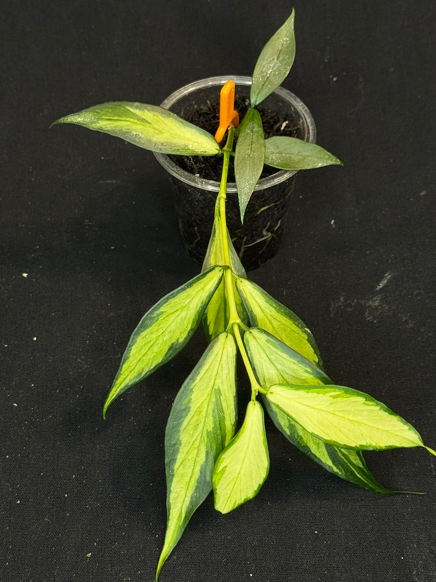 Hoya polyneura variegated (inner), rare and beautiful variegation