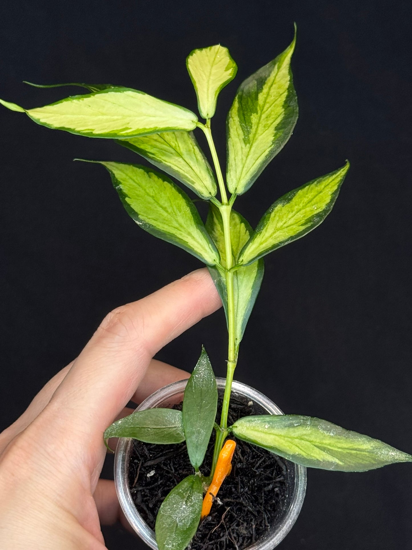 Hoya polyneura variegated (inner), rare and beautiful variegation
