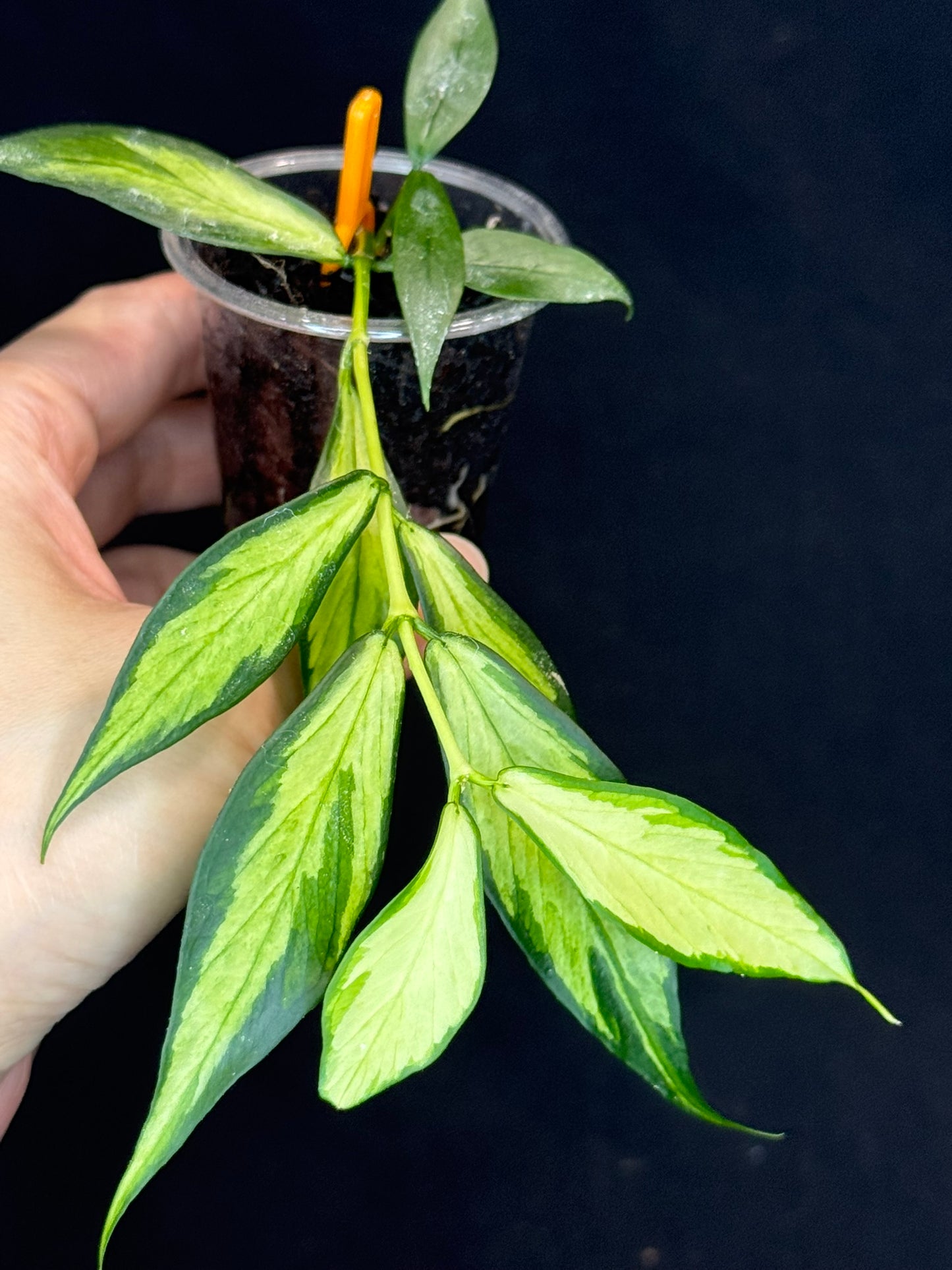 Hoya polyneura variegated (inner), rare and beautiful variegation