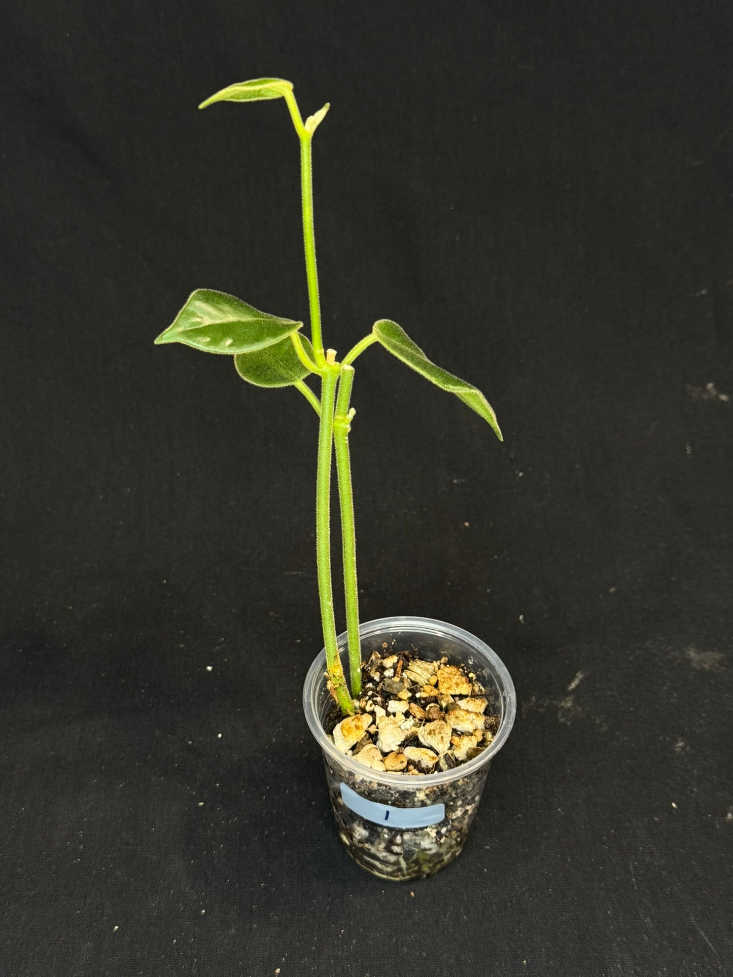 Hoya lauterbachii (Giant Wax Plant),fuzzy new leaves, two plants in a pot (#1)