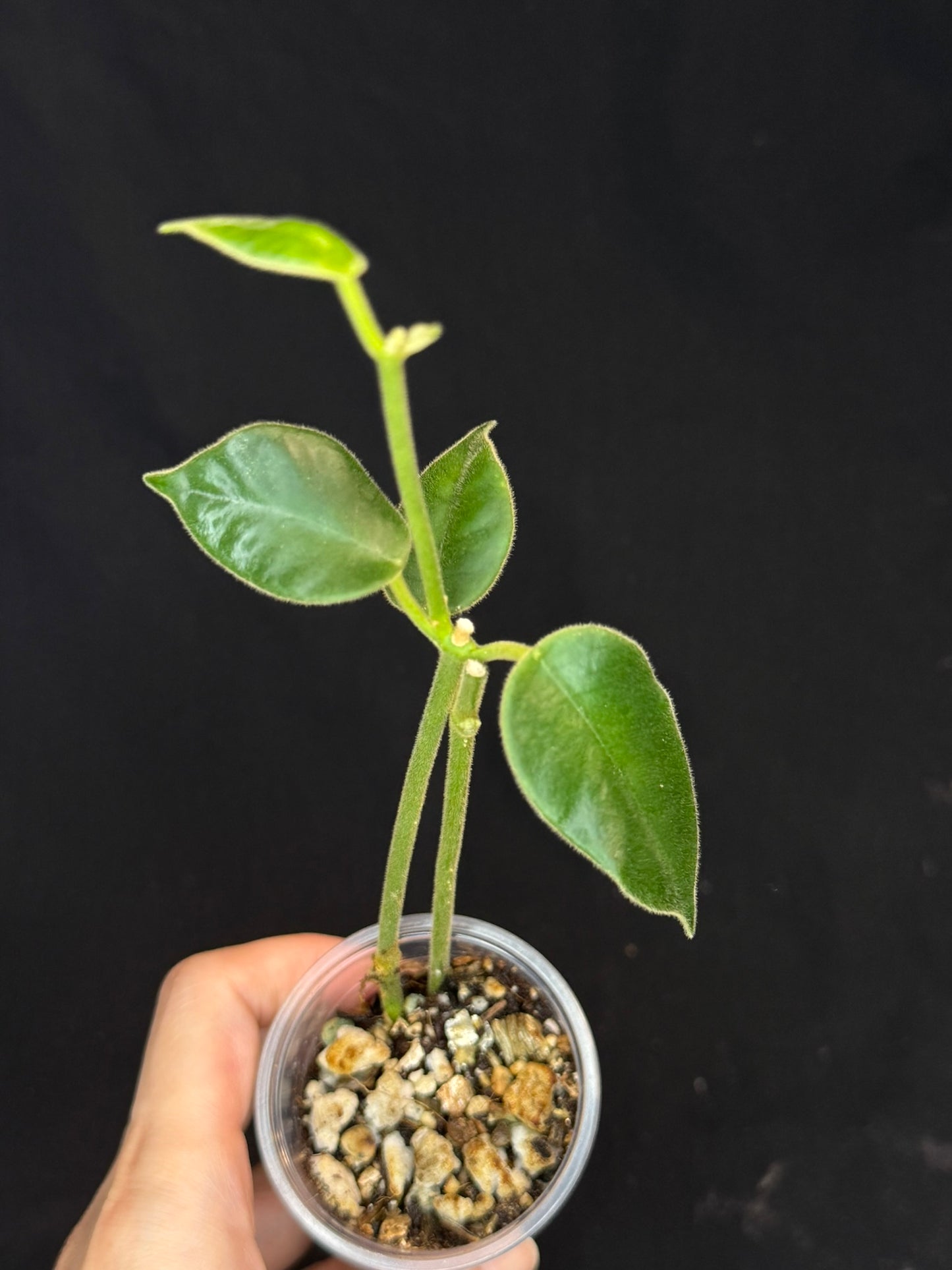 Hoya lauterbachii (Giant Wax Plant),fuzzy new leaves, two plants in a pot (#1)