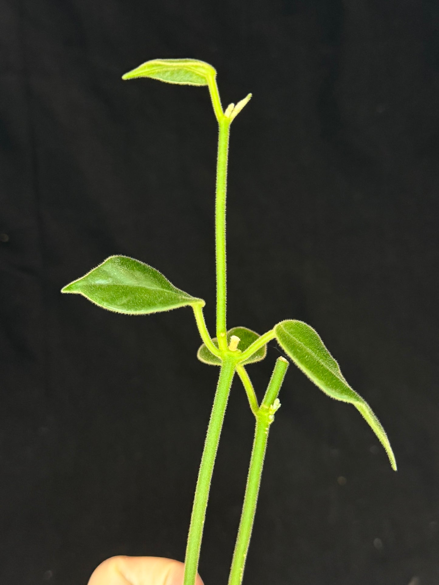 Hoya lauterbachii (Giant Wax Plant),fuzzy new leaves, two plants in a pot (#1)