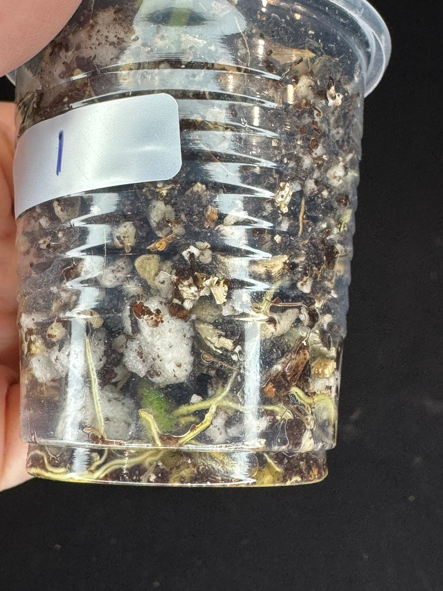 Hoya lauterbachii (Giant Wax Plant),fuzzy new leaves, two plants in a pot (#1)