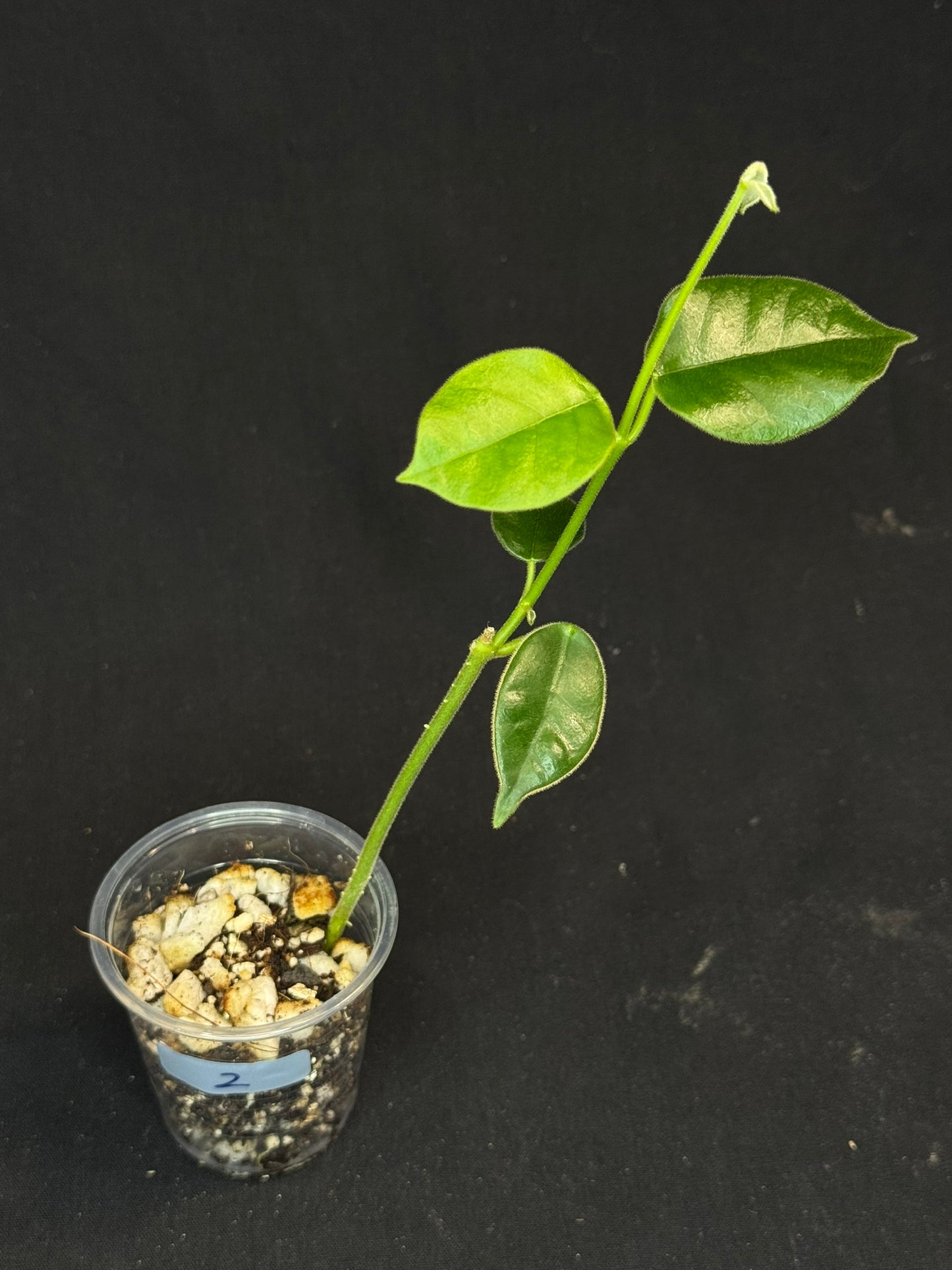 Hoya lauterbachii (Giant Wax Plant),fuzzy new leaves (#2)