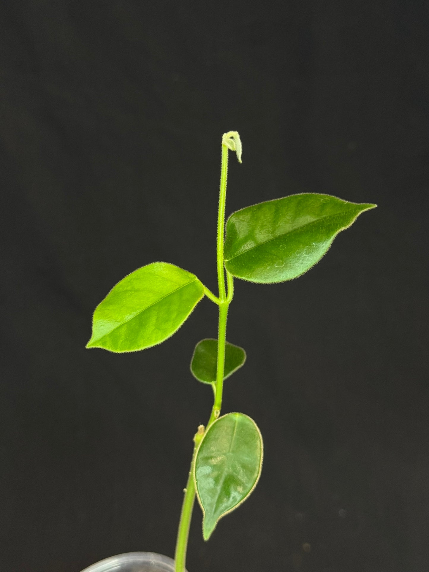 Hoya lauterbachii (Giant Wax Plant),fuzzy new leaves (#2)