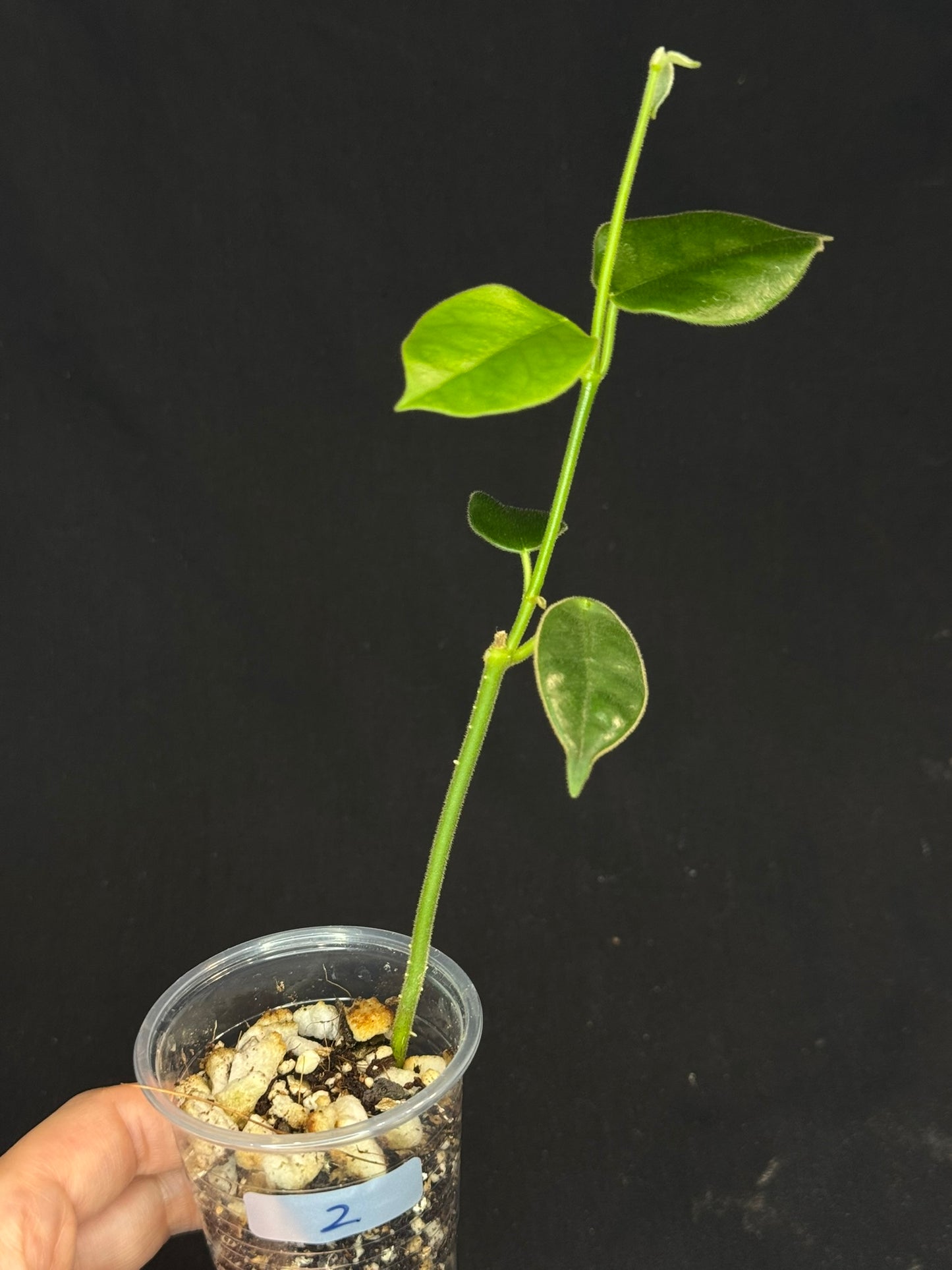 Hoya lauterbachii (Giant Wax Plant),fuzzy new leaves (#2)