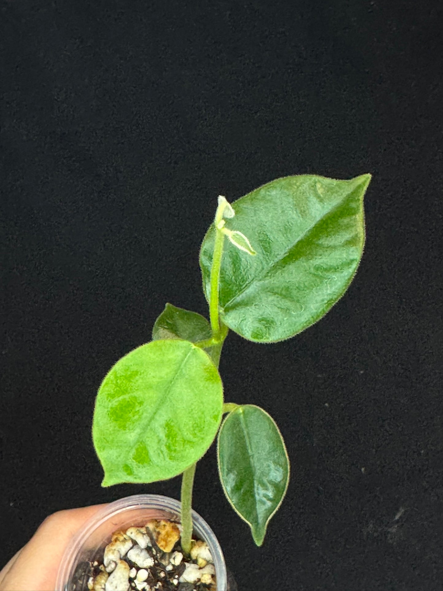 Hoya lauterbachii (Giant Wax Plant),fuzzy new leaves (#2)