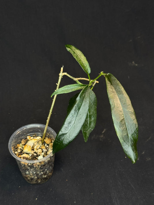 Hoya Archboldiana pink, big flowers, waxy long leaves