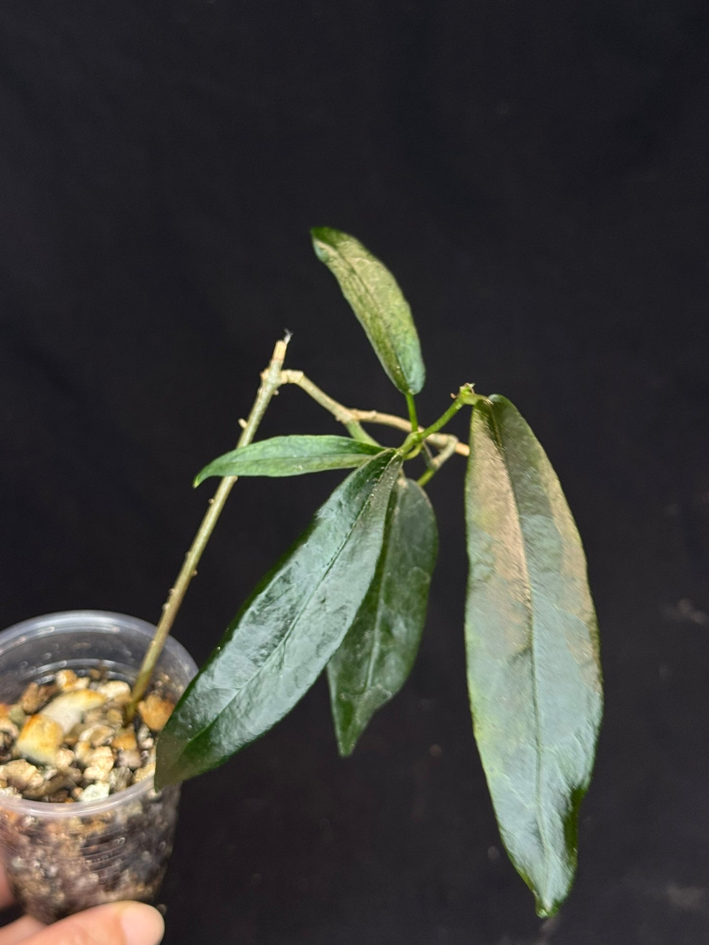 Hoya Archboldiana pink, big flowers, waxy long leaves