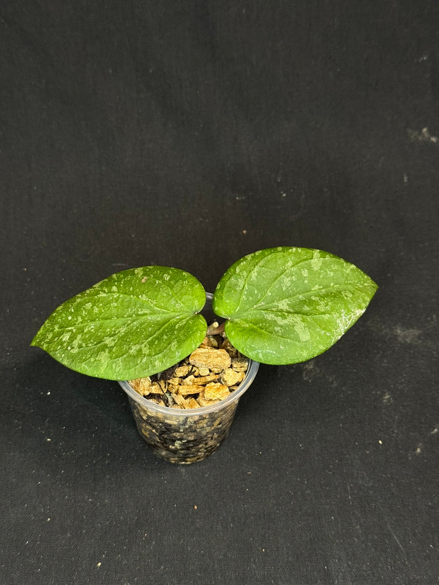 Hoya imbricata x cinnamomifolia, hybrid, rare
