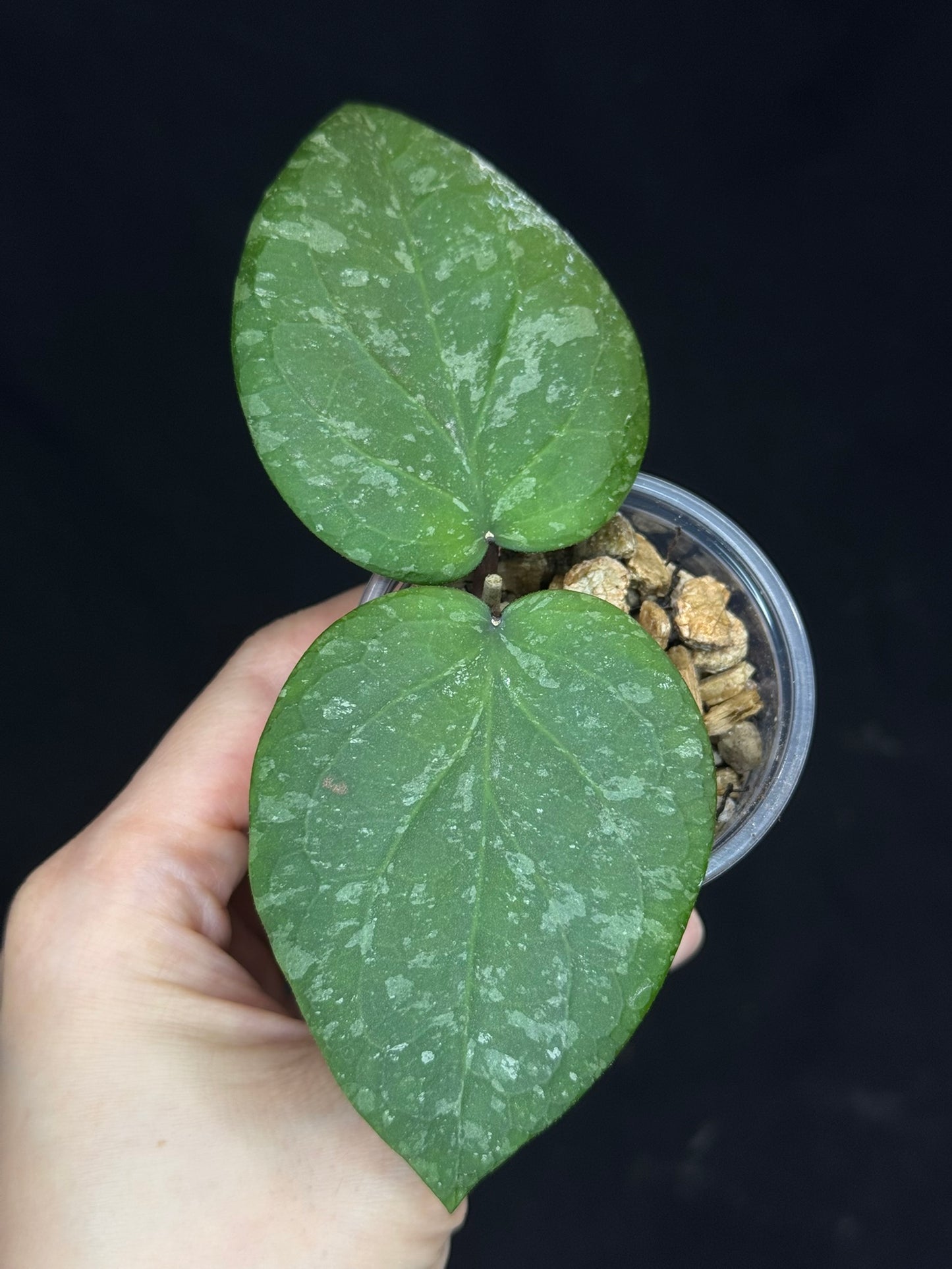 Hoya imbricata x cinnamomifolia, hybrid, rare