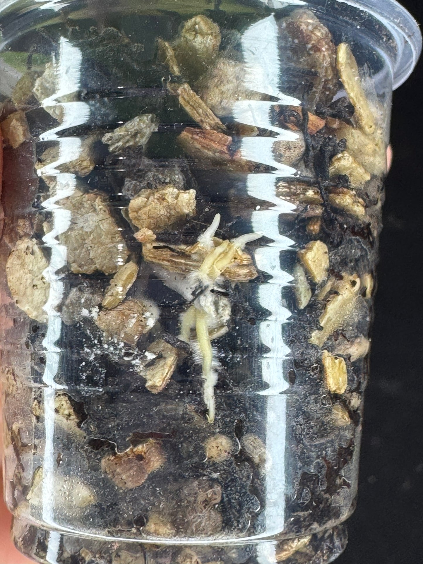 Hoya imbricata x cinnamomifolia, hybrid, rare