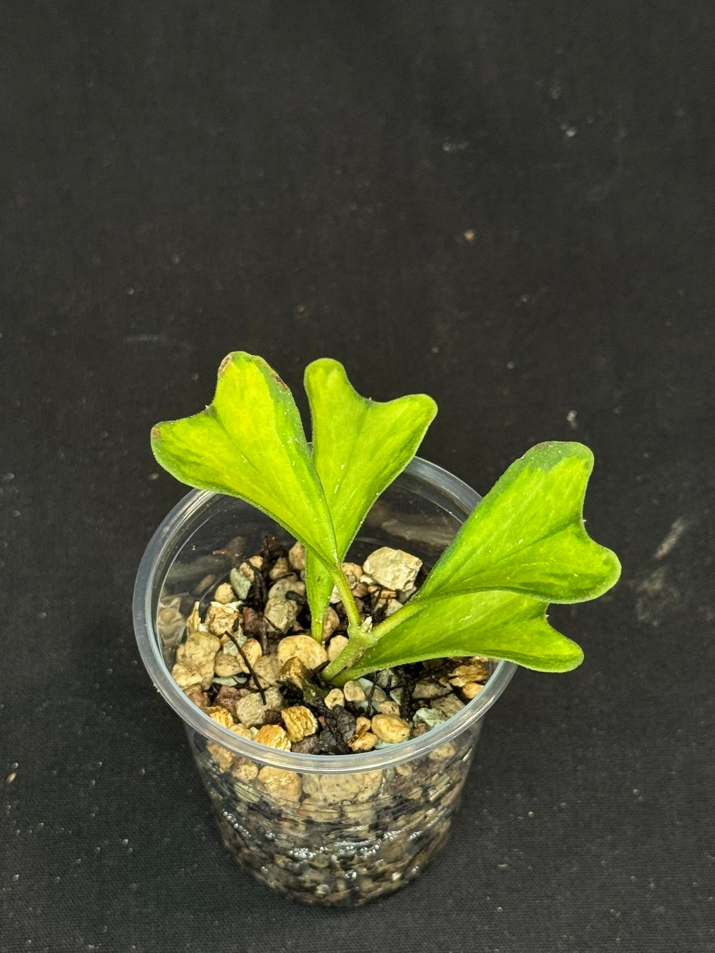 UNICORN🦄! hoya manipurensis variegated 'philo', nice variegation, rare