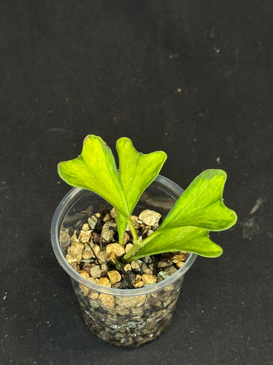 UNICORN🦄! hoya manipurensis variegated 'philo', nice variegation, rare