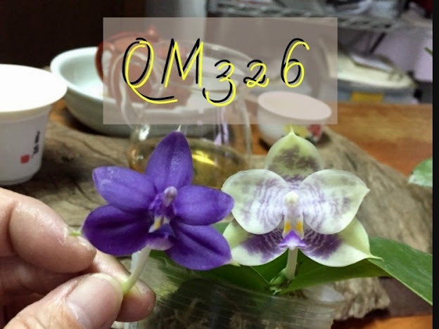 QM326: Phal. Mainshow Sapphire (Phal. Mituo Purple Dragon x Lioulin Blue Eagle)