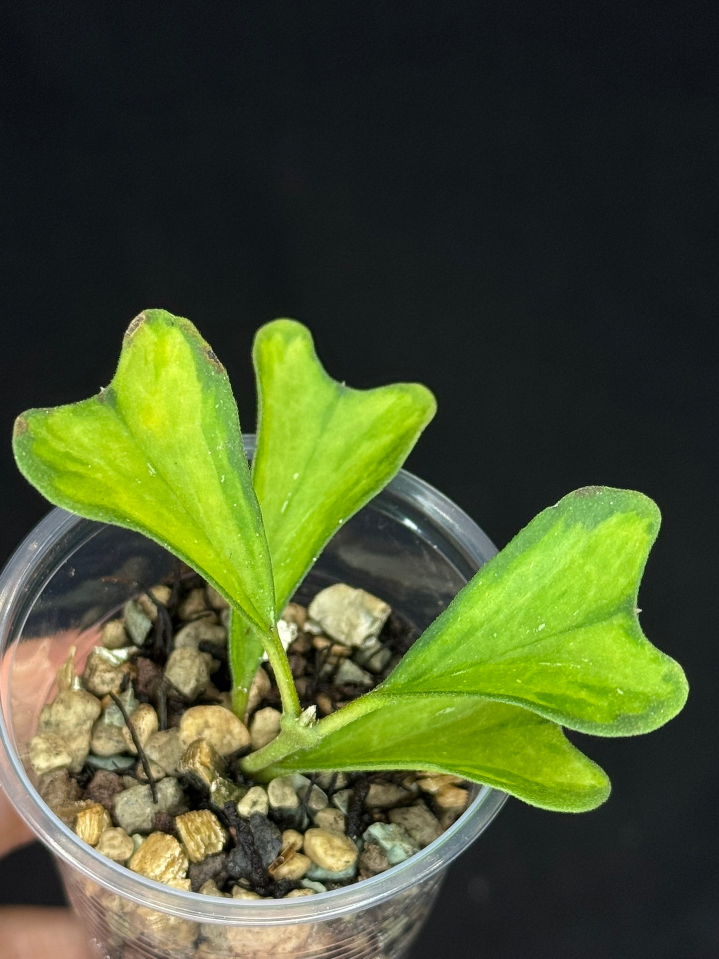 UNICORN🦄! hoya manipurensis variegated 'philo', nice variegation, rare
