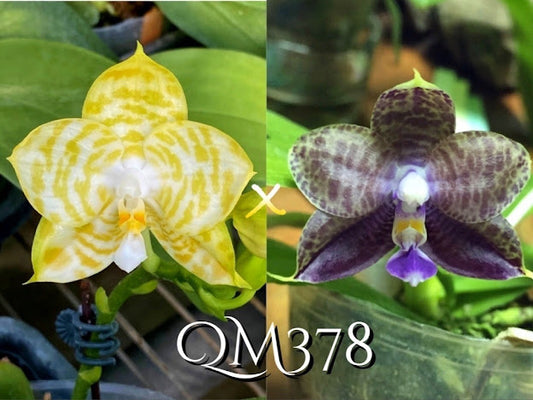 QM378: Phal. Mituo Golden Tiger 'White Tiger' AM/AOS x Mituo Purple Dragon #2