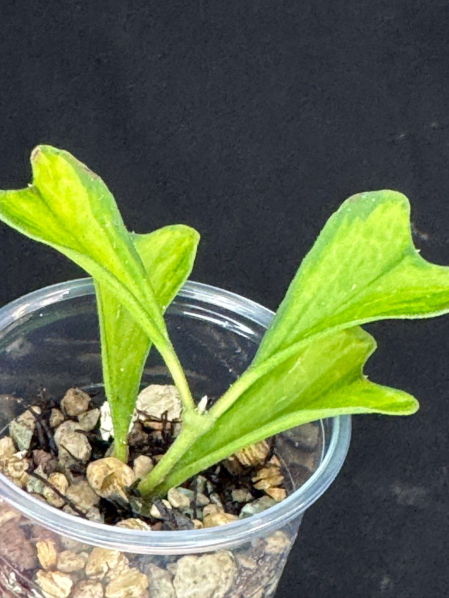 UNICORN🦄! hoya manipurensis variegated 'philo', nice variegation, rare
