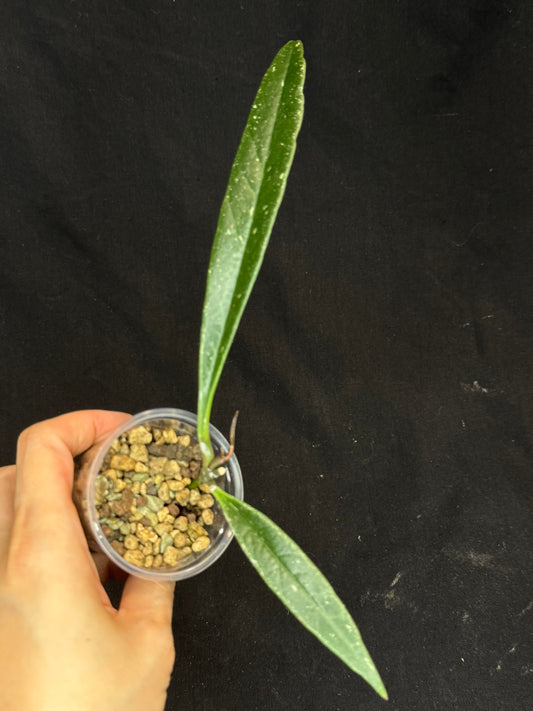 Hoya Sulawesiana silver/splash edge, actively growing, rare