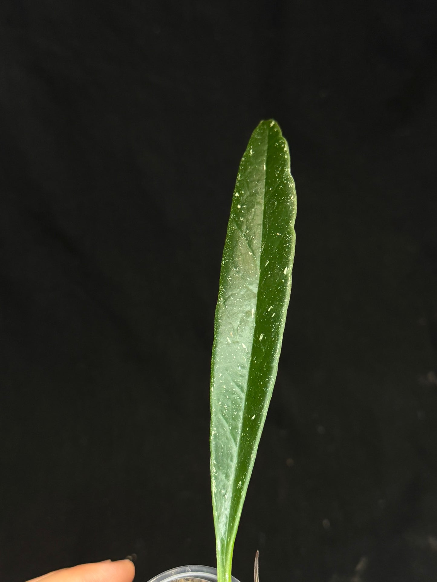 Hoya Sulawesiana silver/splash edge, actively growing, rare