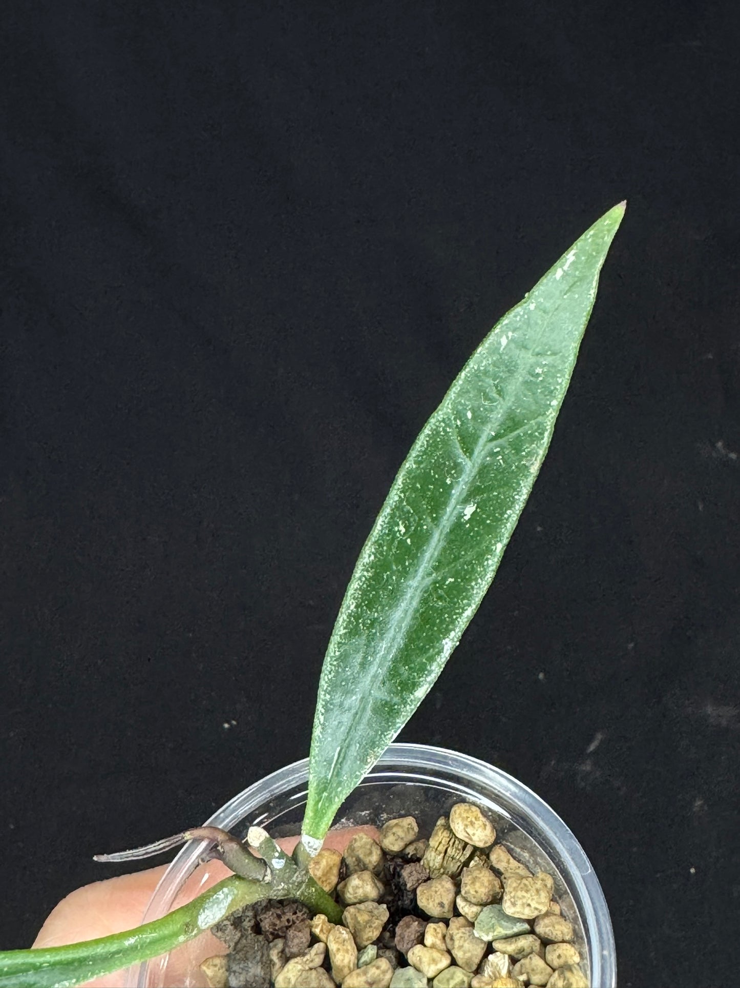 Hoya Sulawesiana silver/splash edge, actively growing, rare