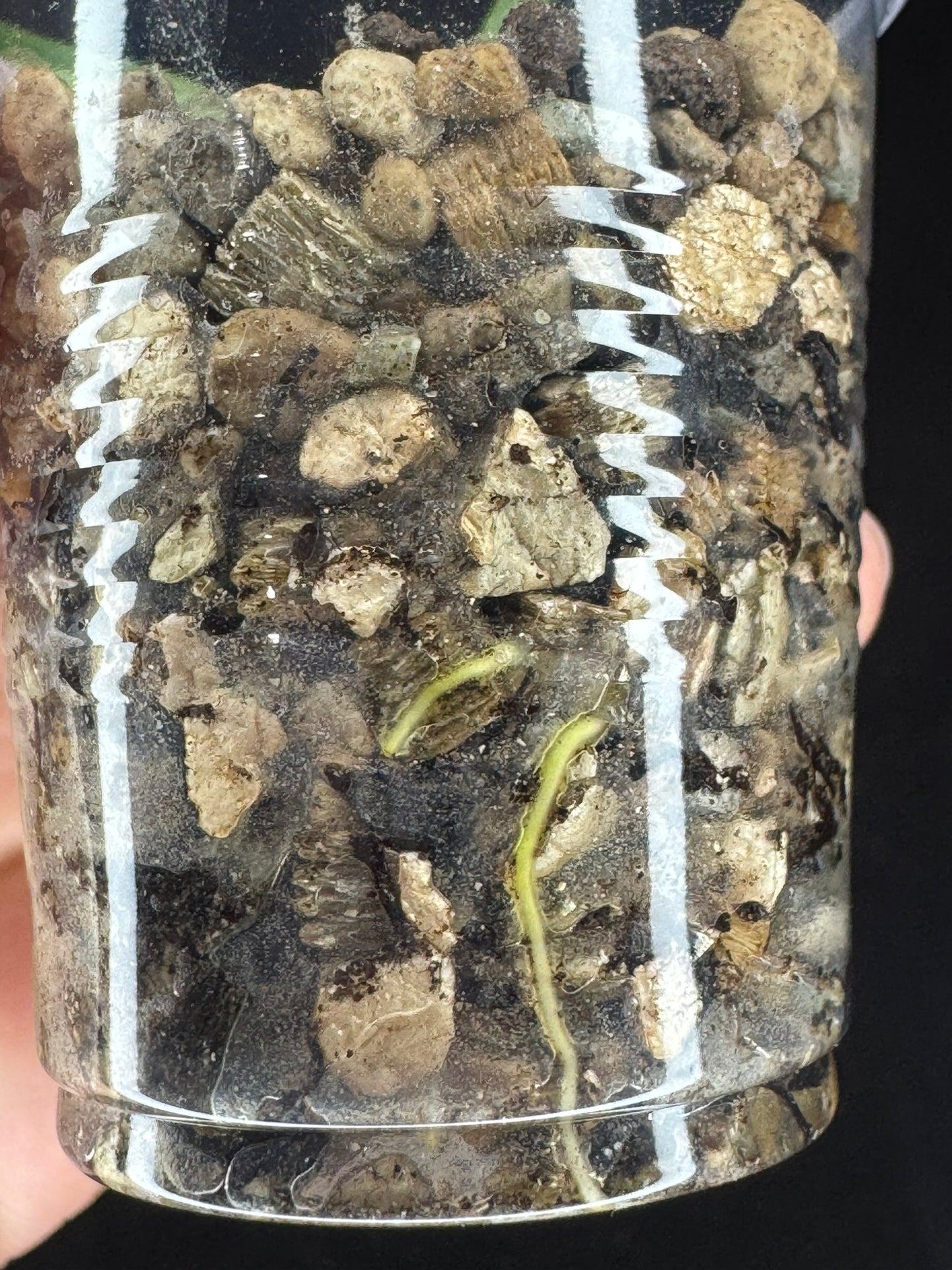 Hoya Sulawesiana silver/splash edge, actively growing, rare