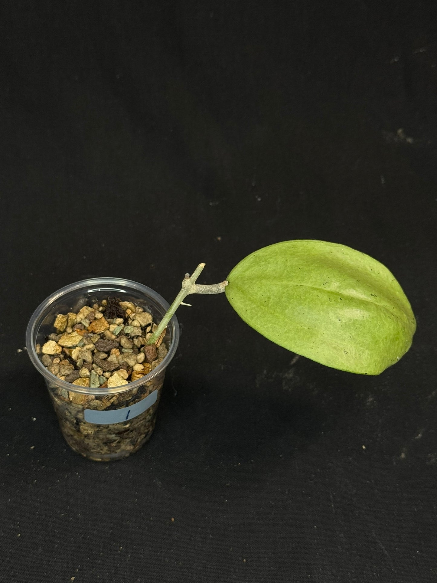 UNICORN🦄! Hoya menak sopal silver (#1), rare