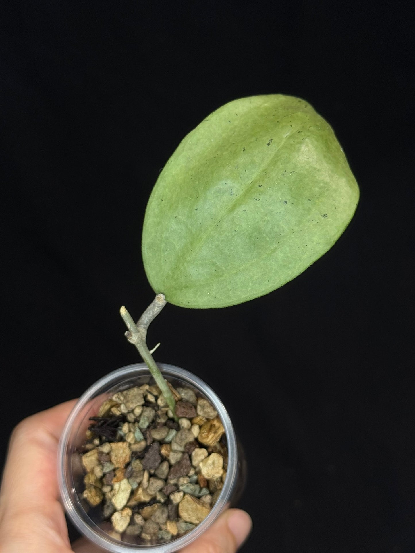 UNICORN🦄! Hoya menak sopal silver (#1), rare